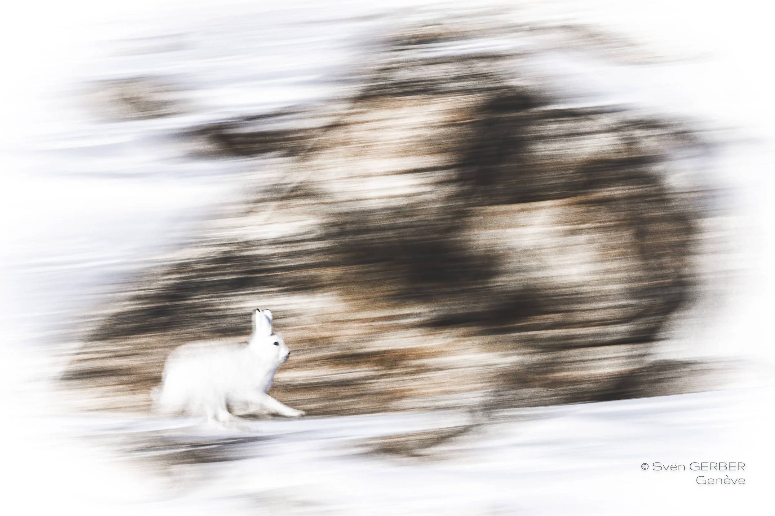 Wildlife Island Greenland 20260326 Hase-9066308.jpg