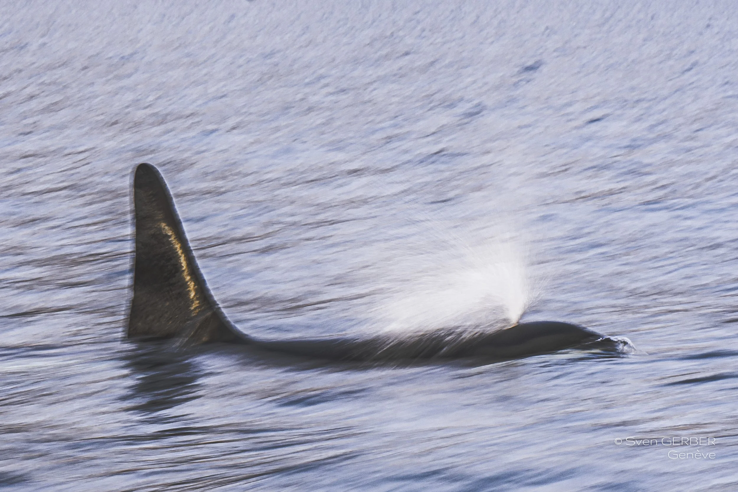 Wildlife Norway 20251105 Orca-9159087.jpg