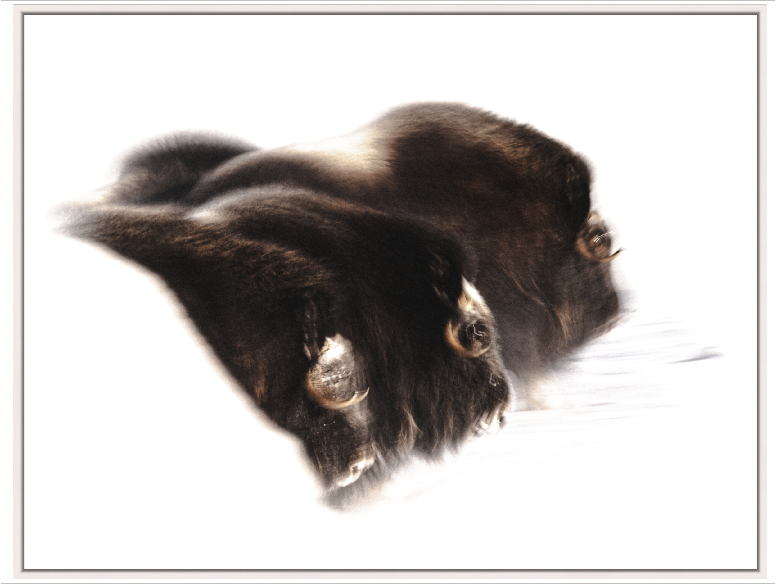 A Soft Passage Through Arctic Stillness