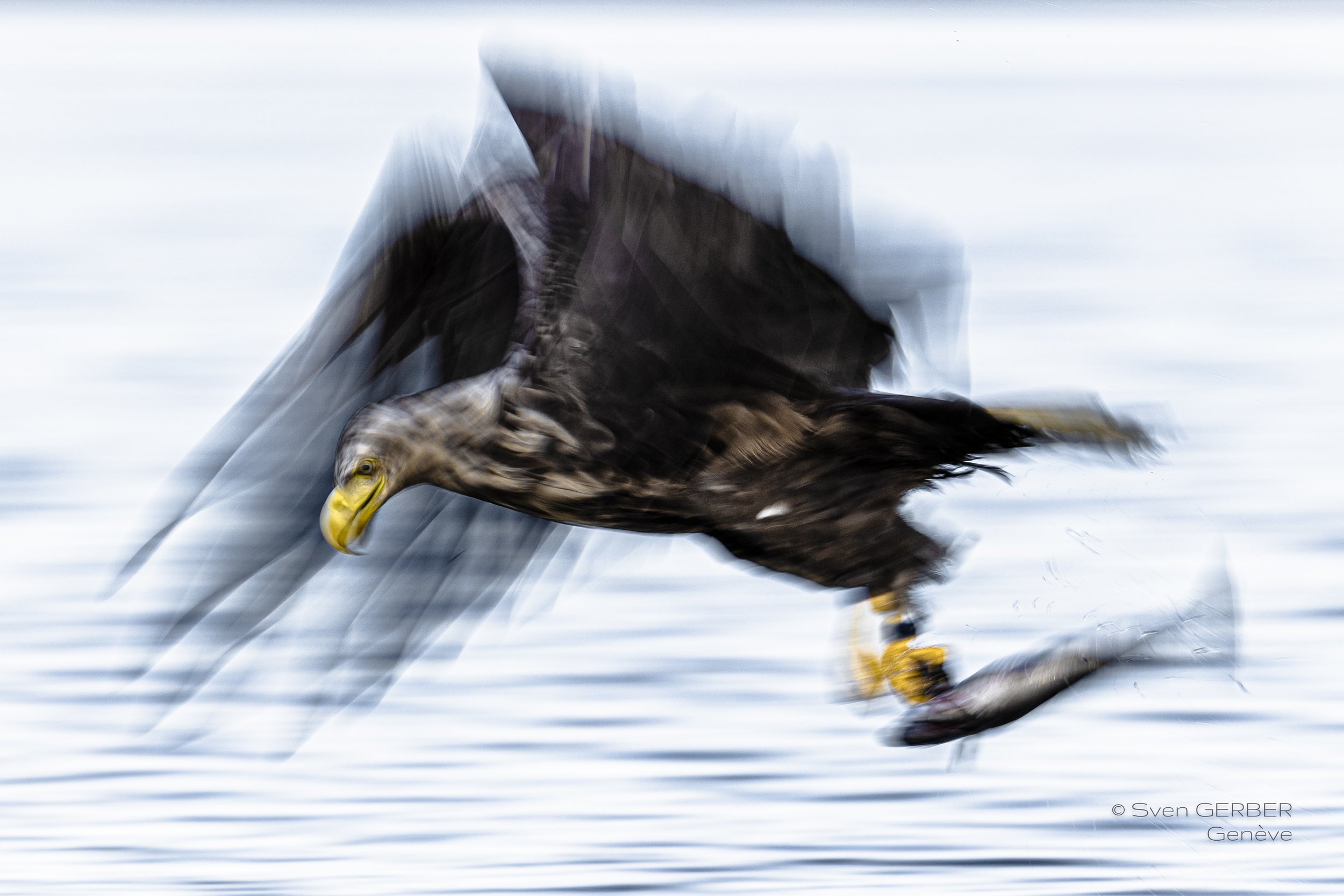 Wildlife Norway 20250707 Adler Fisch-9157007.jpg