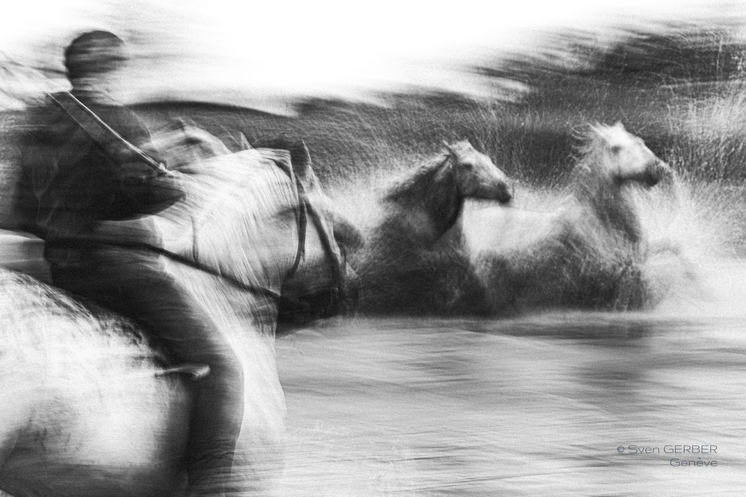 Domestic France Camargue 20250507 Pferde Sumpf INSTA-9061376.jpg
