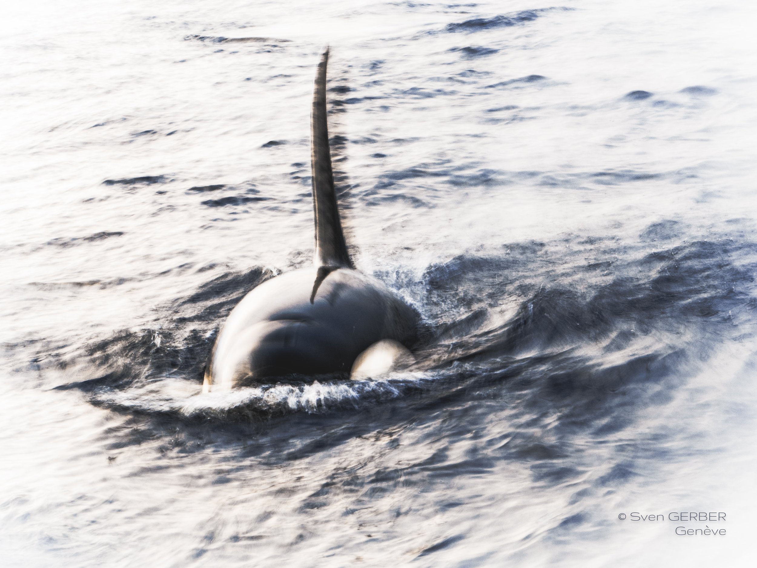 Wildlife Norway 20251105 Orca-9159197.jpg