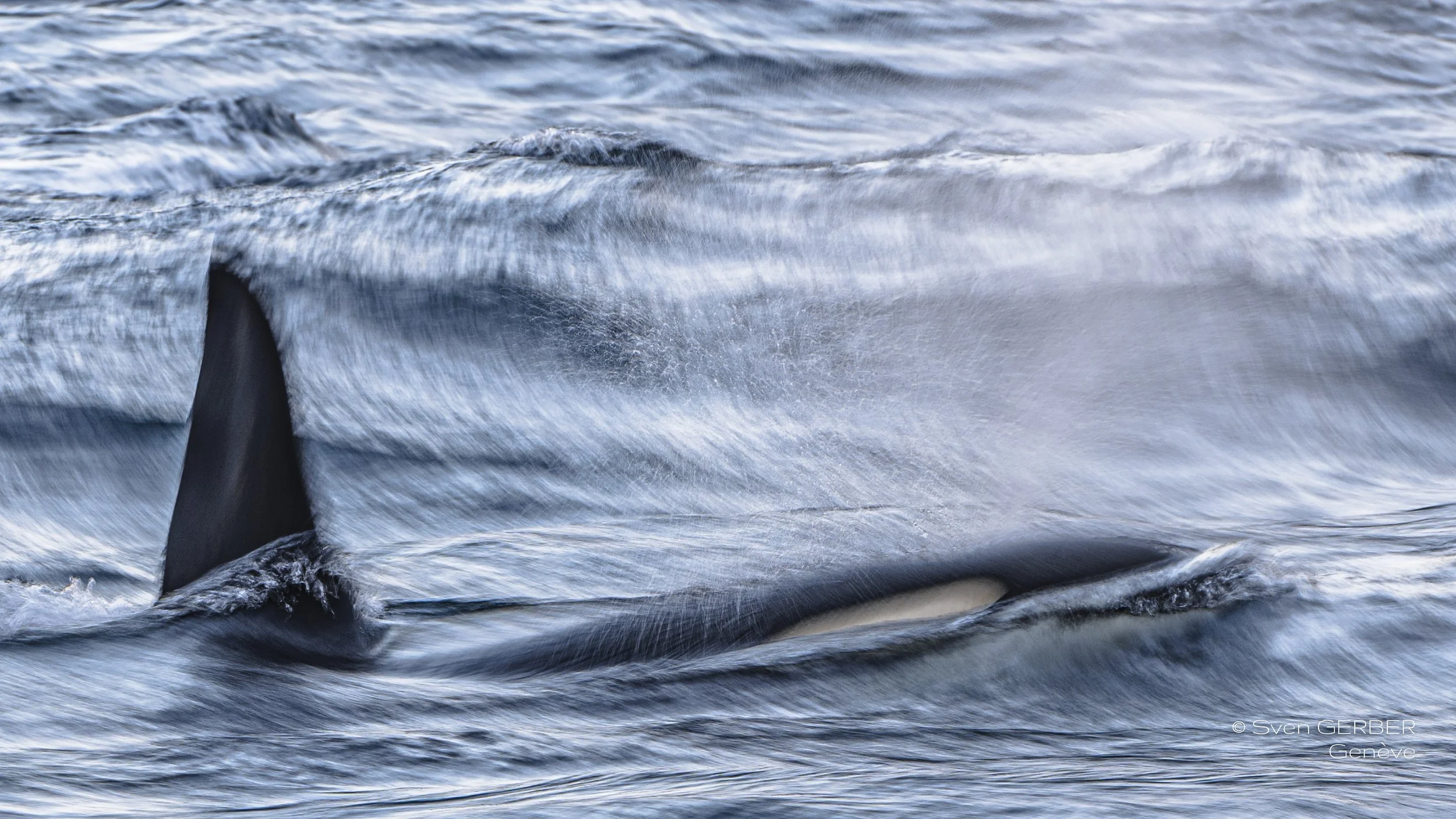 Wildlife Norway 20251107 Orca-9151629.jpg
