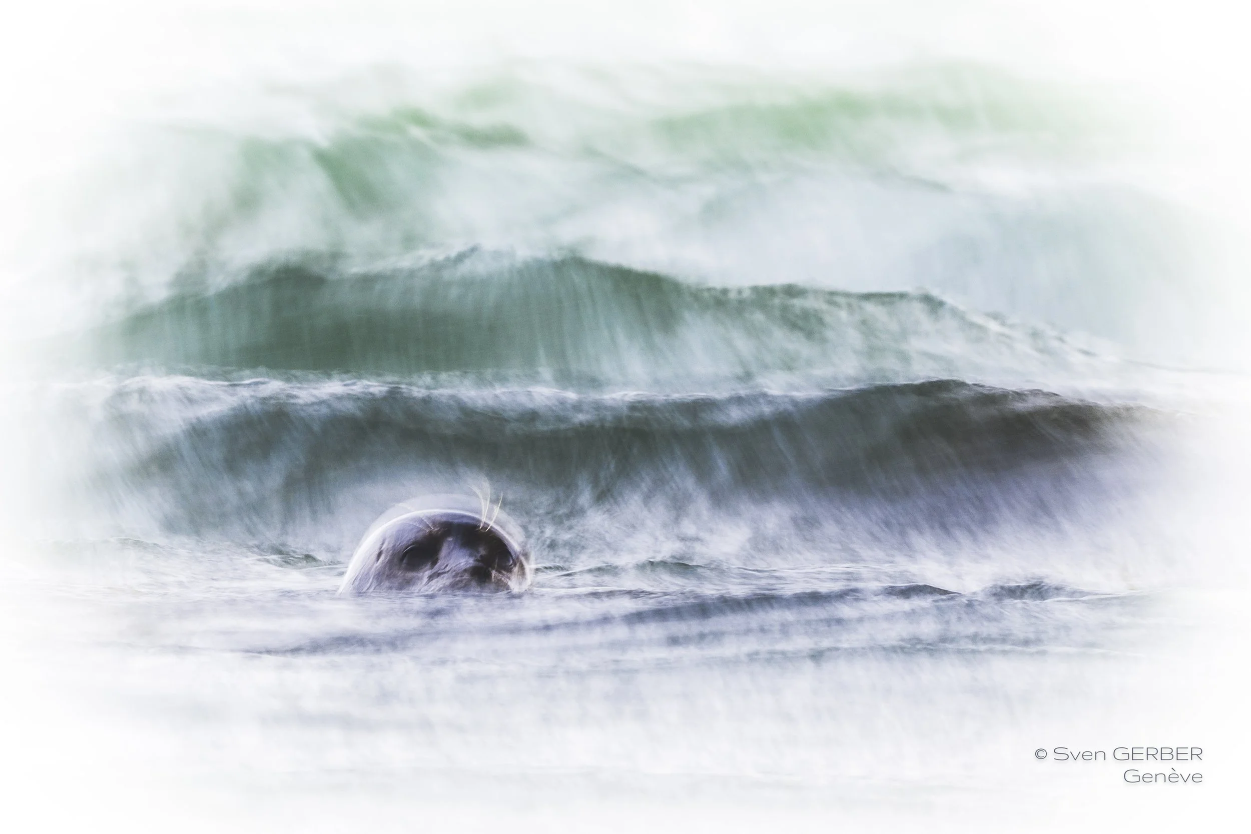 Wildlife Island Greenland 20260323 Robbe-9067647.jpg