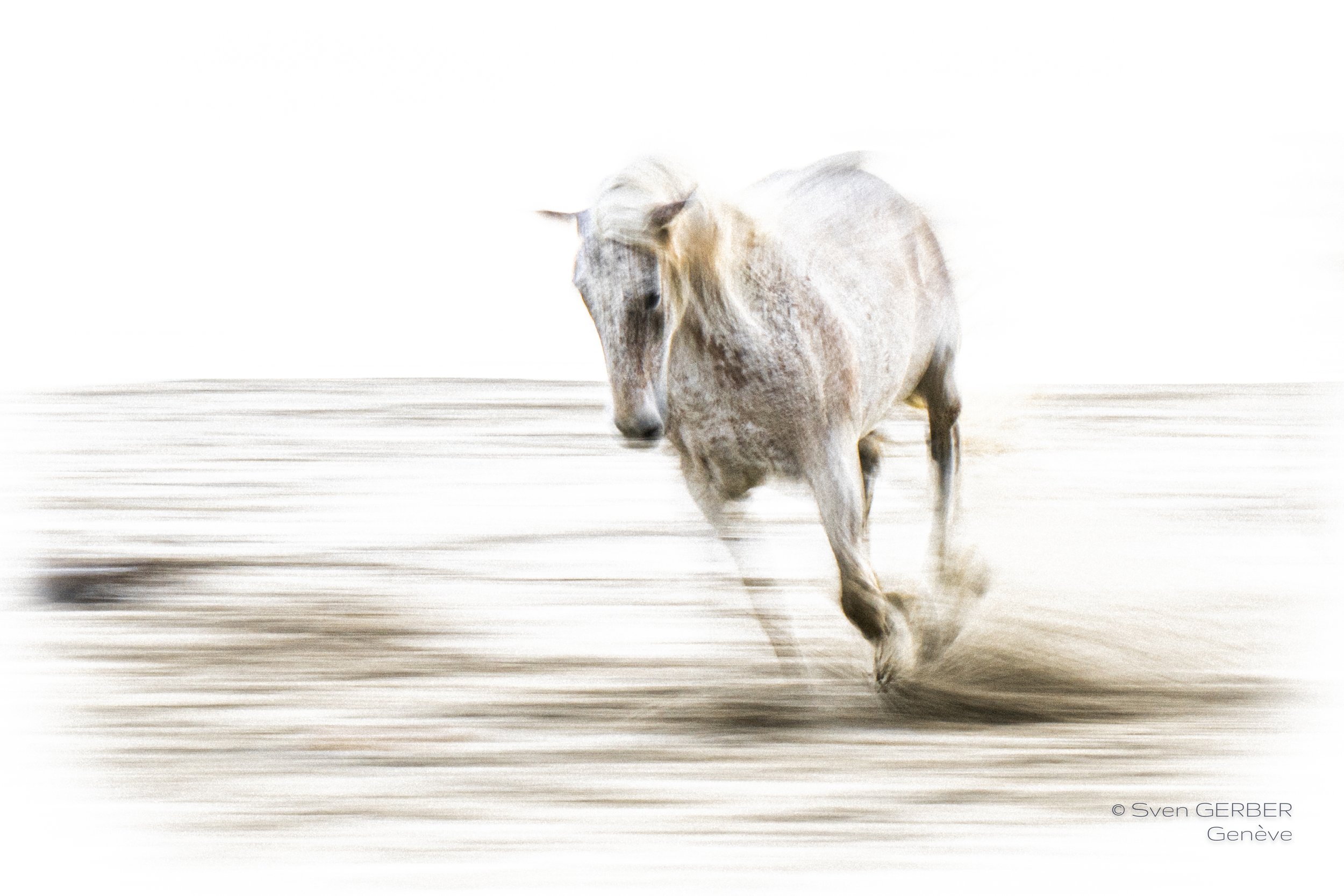 Domestic France Camargue 20250509 Pferde Strand INSTA-9064977.jpg
