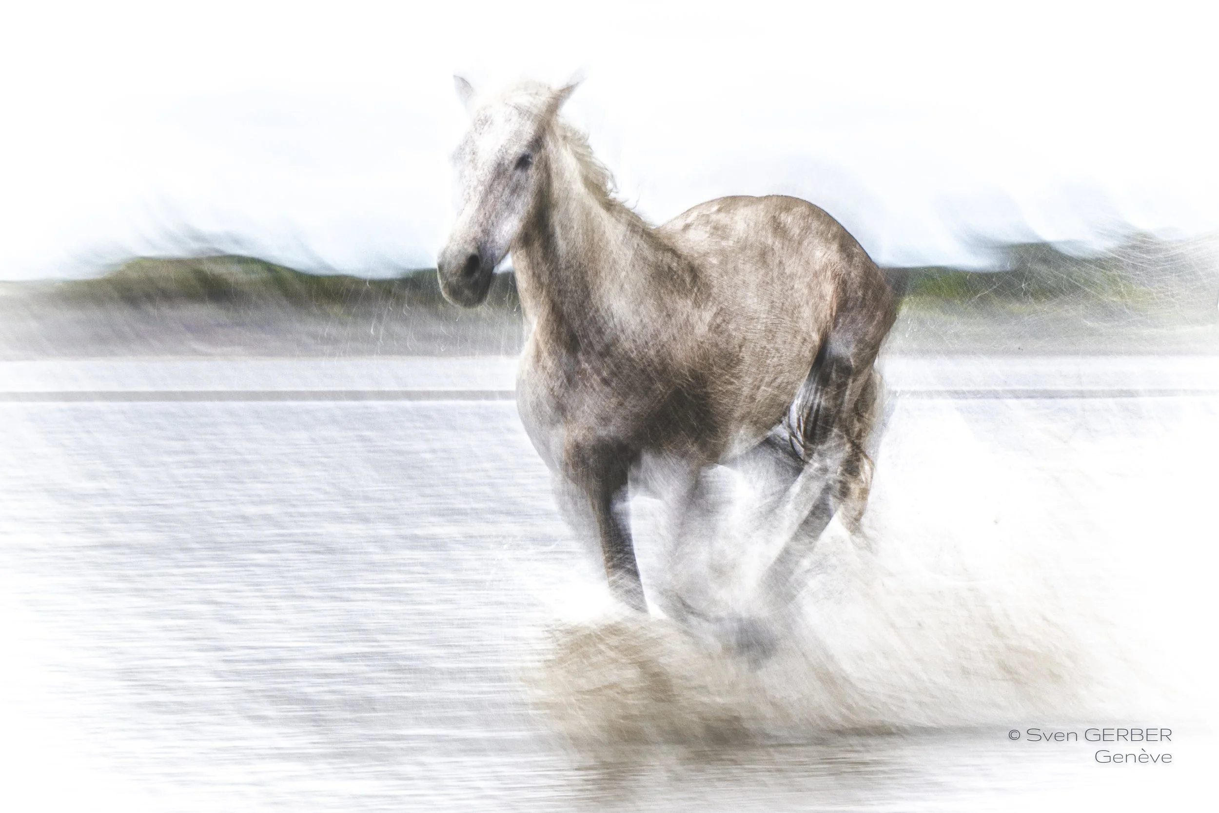 Domestic France Camargue 20250509 Pferde Strand INSTA-9064639.jpg