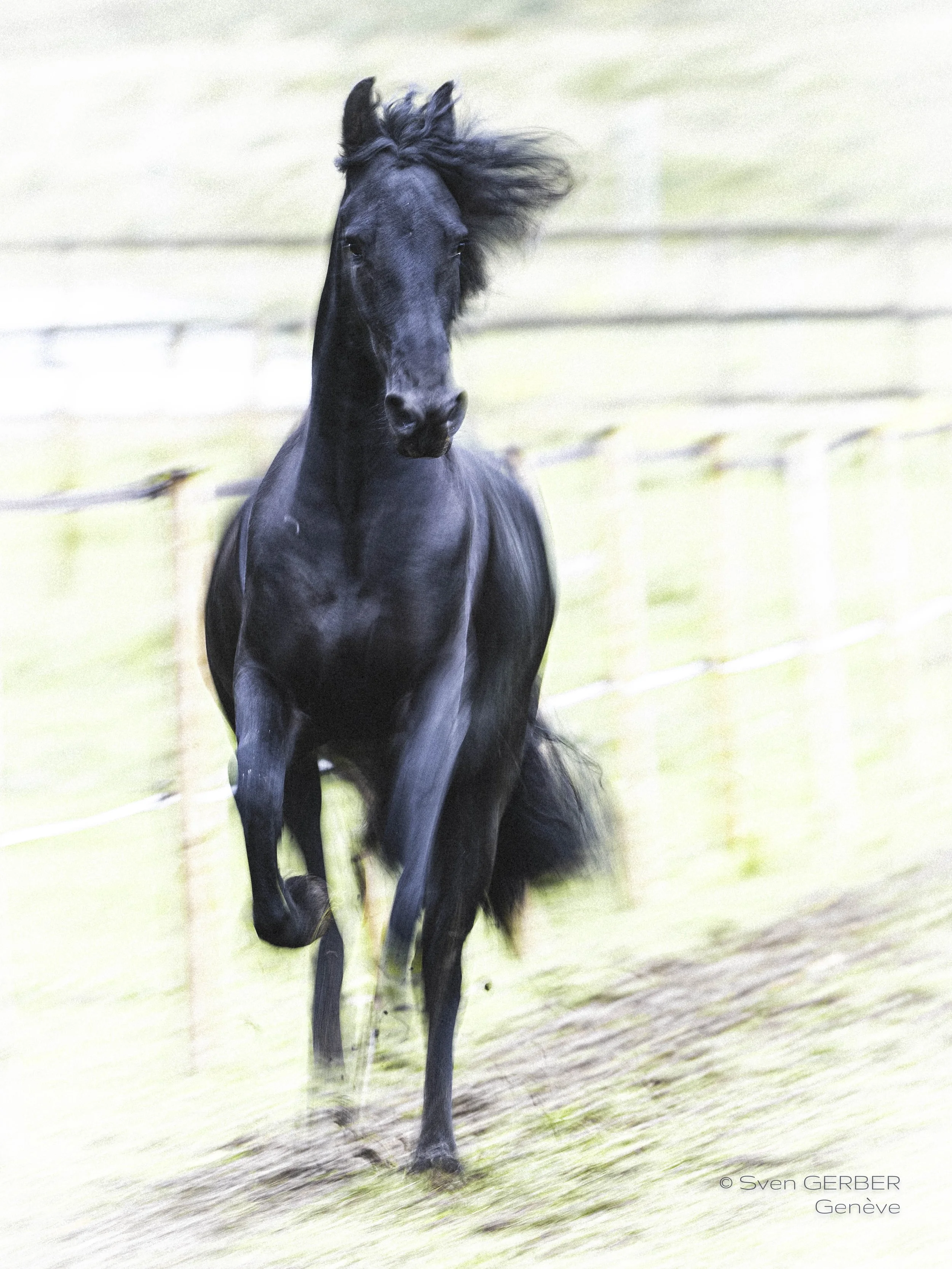 Domestic Suisse Gland 20251025 Horse SPIRIT Marie-9064593.jpg