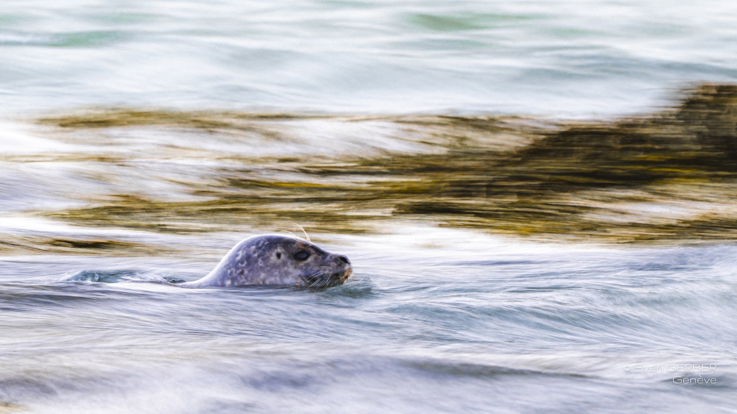 Wildlife Island Greenland 20260323 Robbe-9067660.jpg