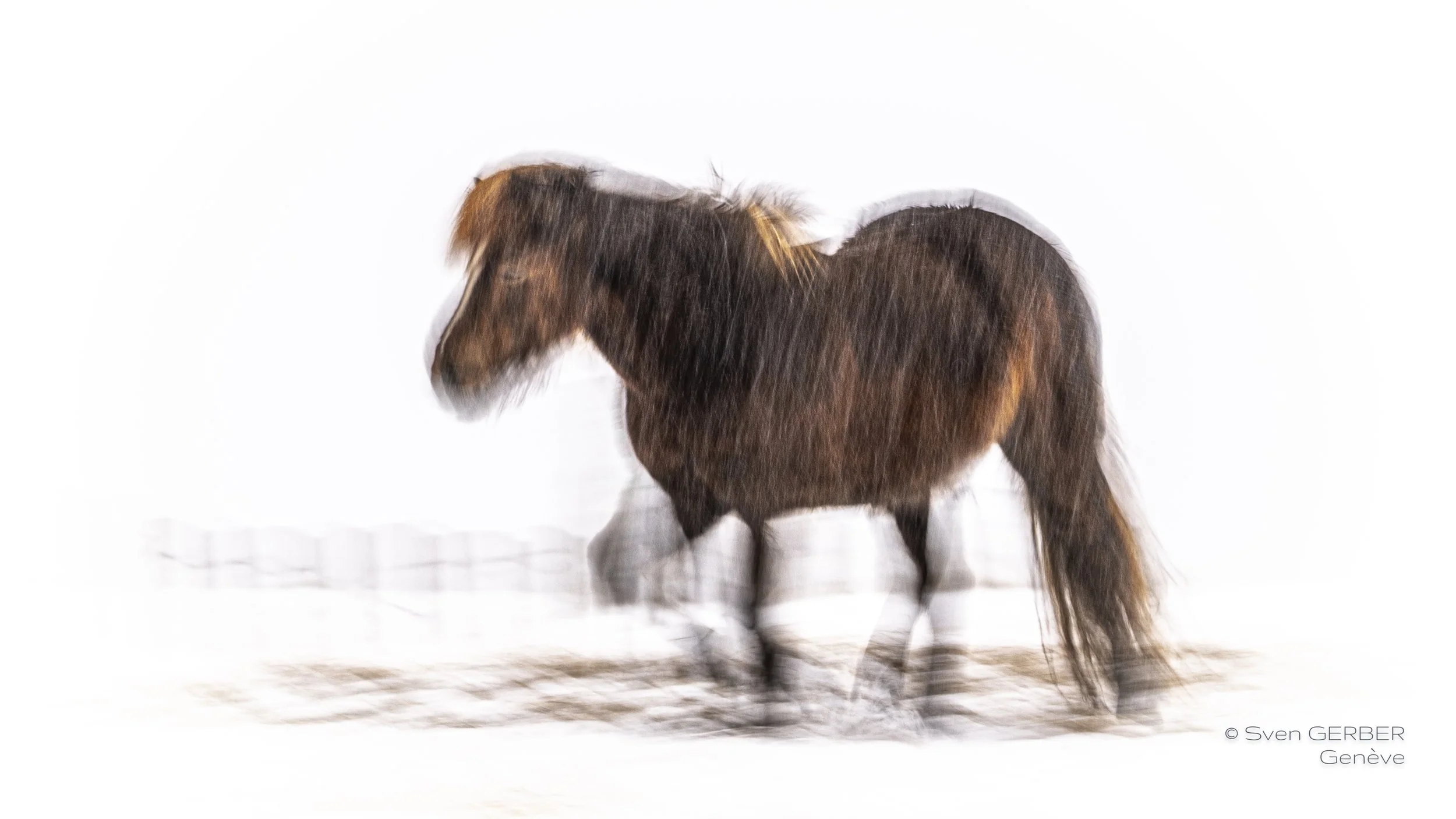 Wildlife Island Greenland 20260323 Horse-9063233.jpg