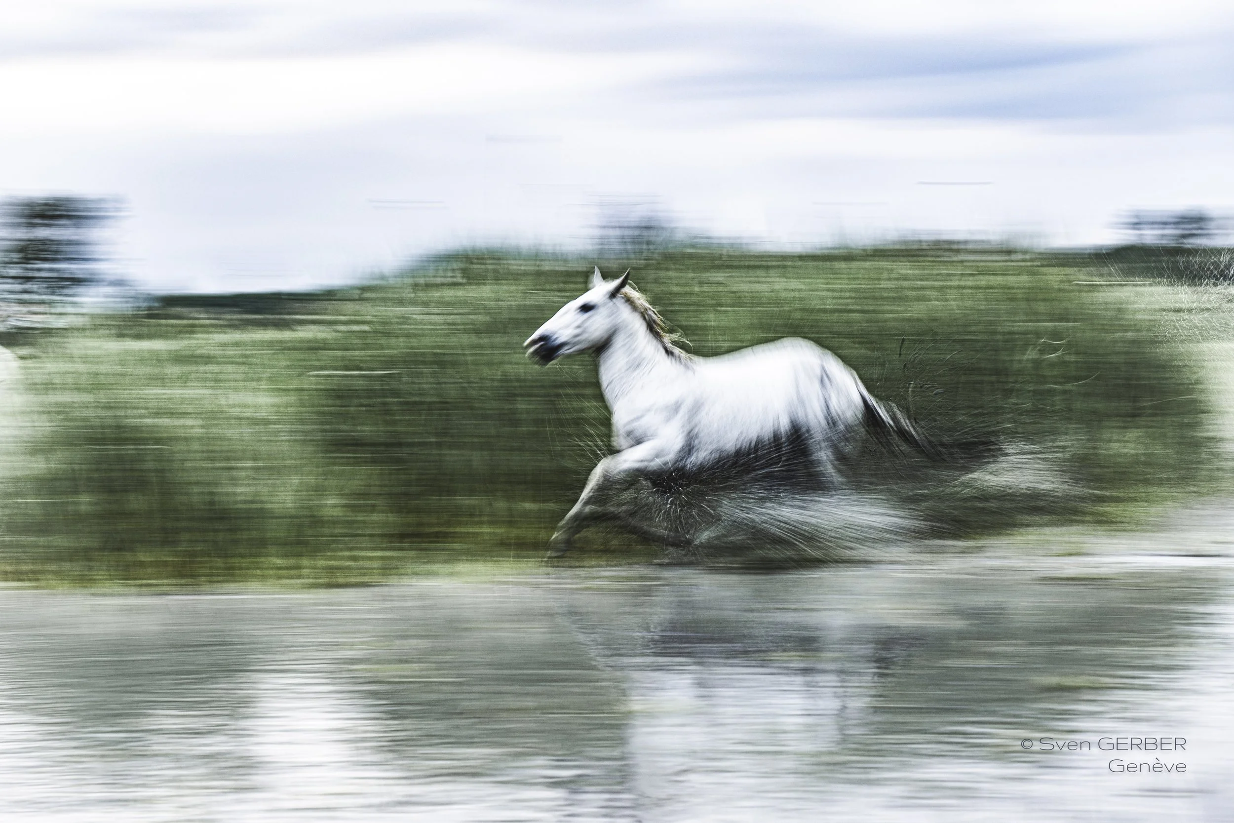 Domestic France Camargue 20250507 Pferde Sumpf INSTA-9060414-2 2.jpg