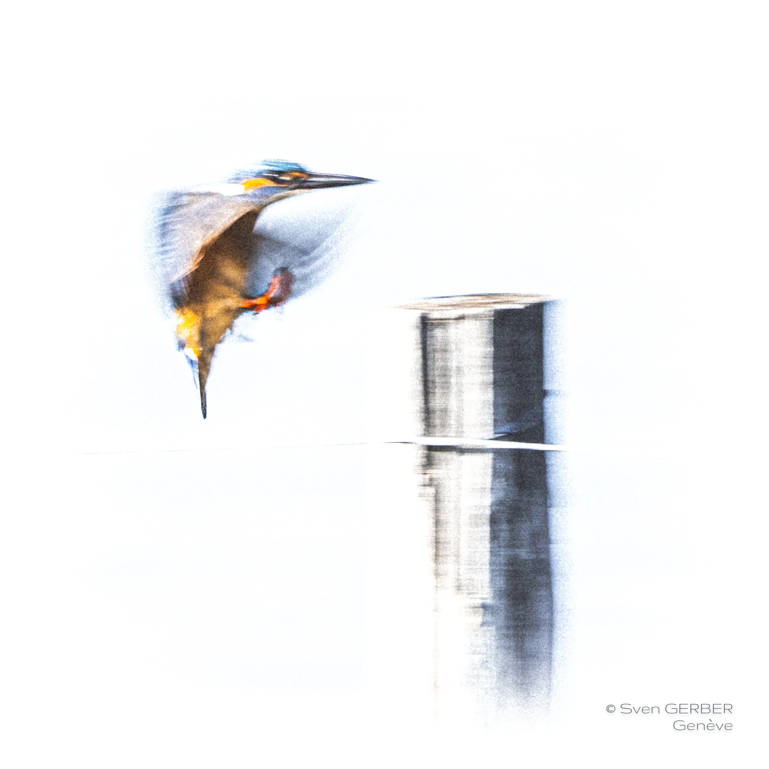 Wildlife France 20251227 Camargue Eisvogel-9060992.jpg