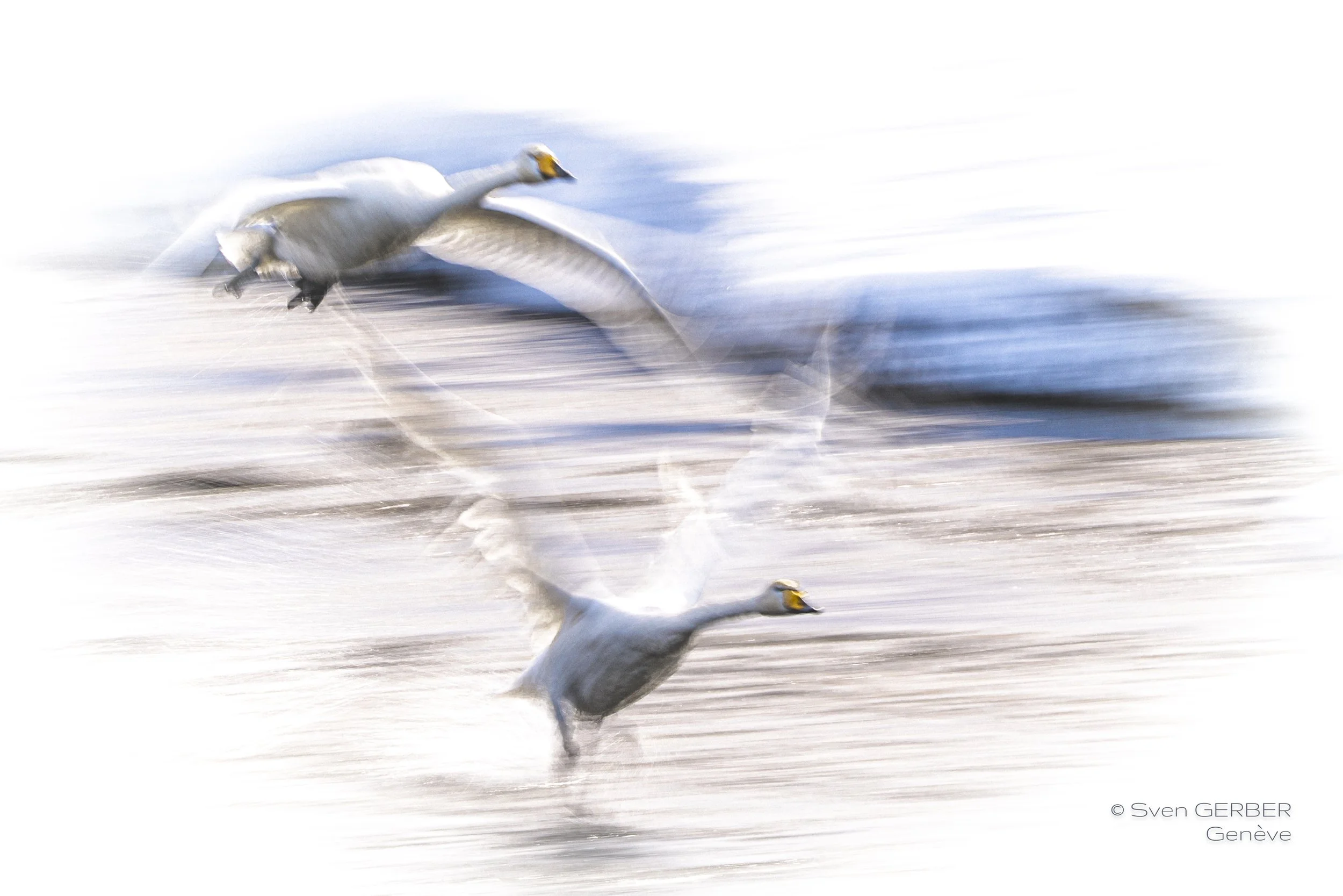 Wildlife Island Greenland 20260323 Schwaene-9066722.jpg