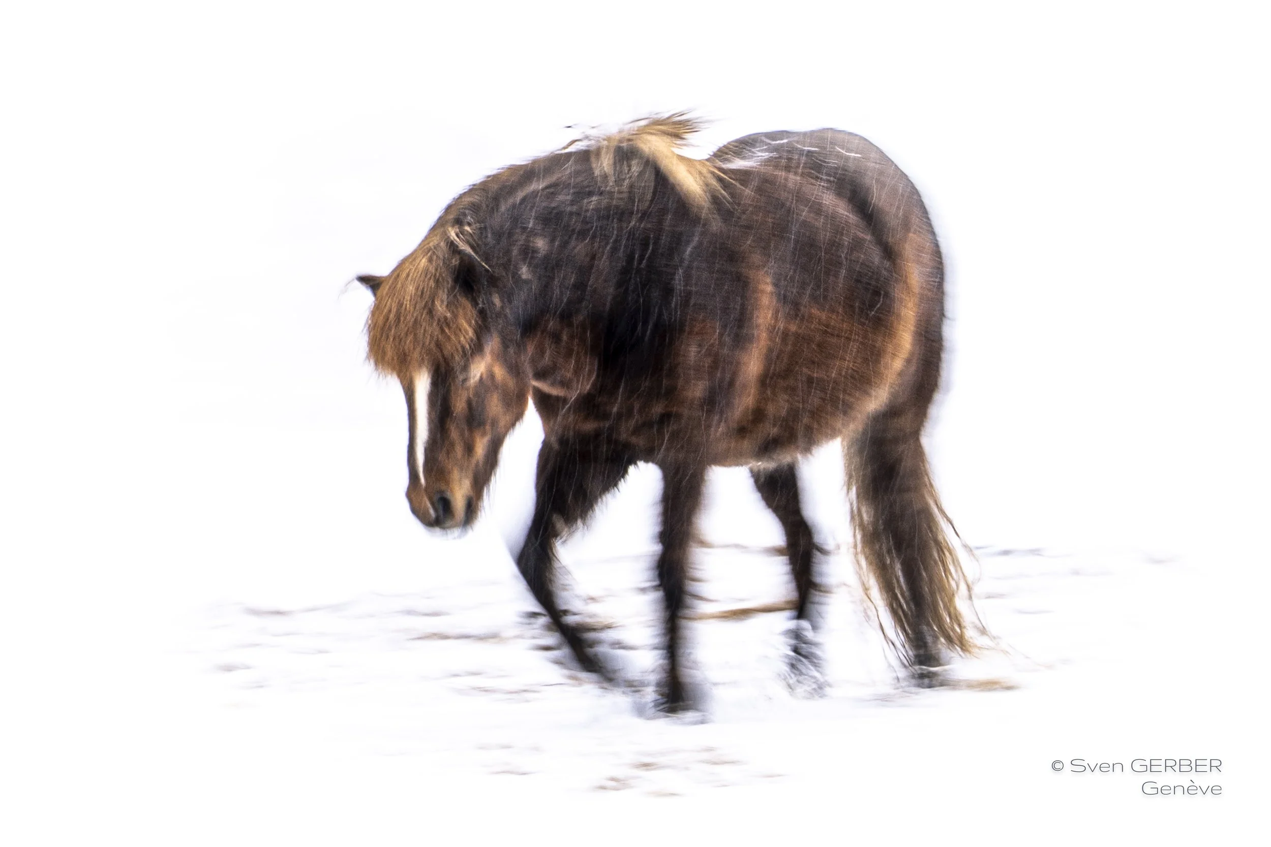 Wildlife Island Greenland 20260323 Horse-9063102.jpg
