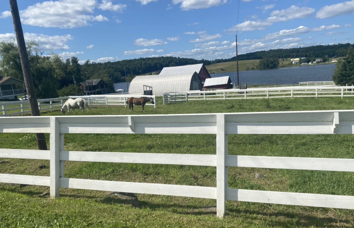 But First Horses