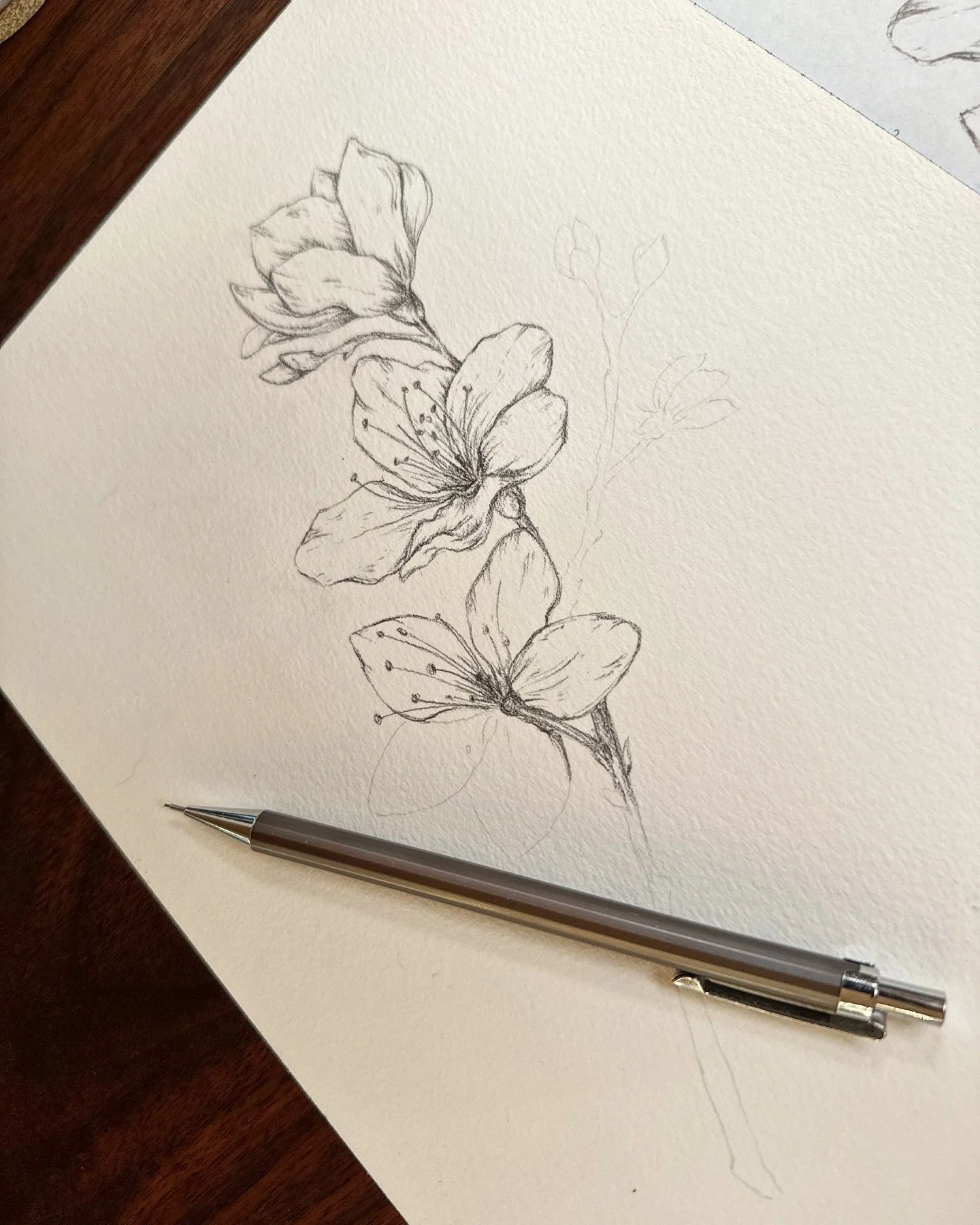 Little sakura branch from yesterday. Honestly, I think I like the simple sketch best before I painted it. 😄 What&rsquo;s your preference? 
&bull;
&bull;
&bull;
&bull;
&bull;
#floralart #botanicalart #flowerpainting #springblossoms #sakura #cherryblo