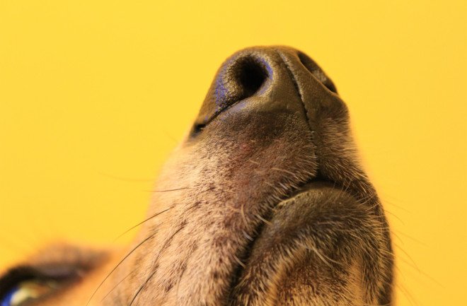 Dogs’ Outstanding Sense of Smell