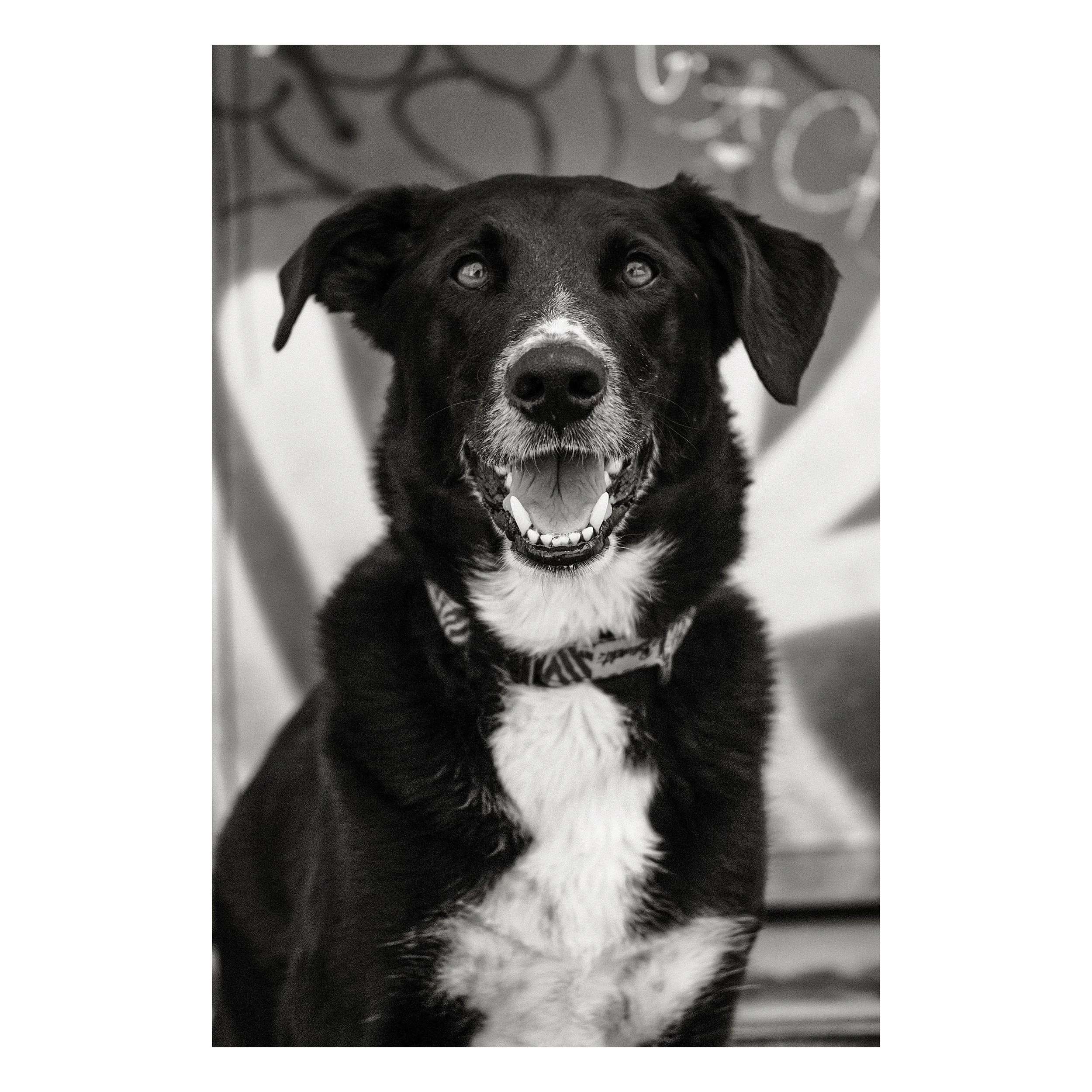 Ziggy_rda_1.jpg