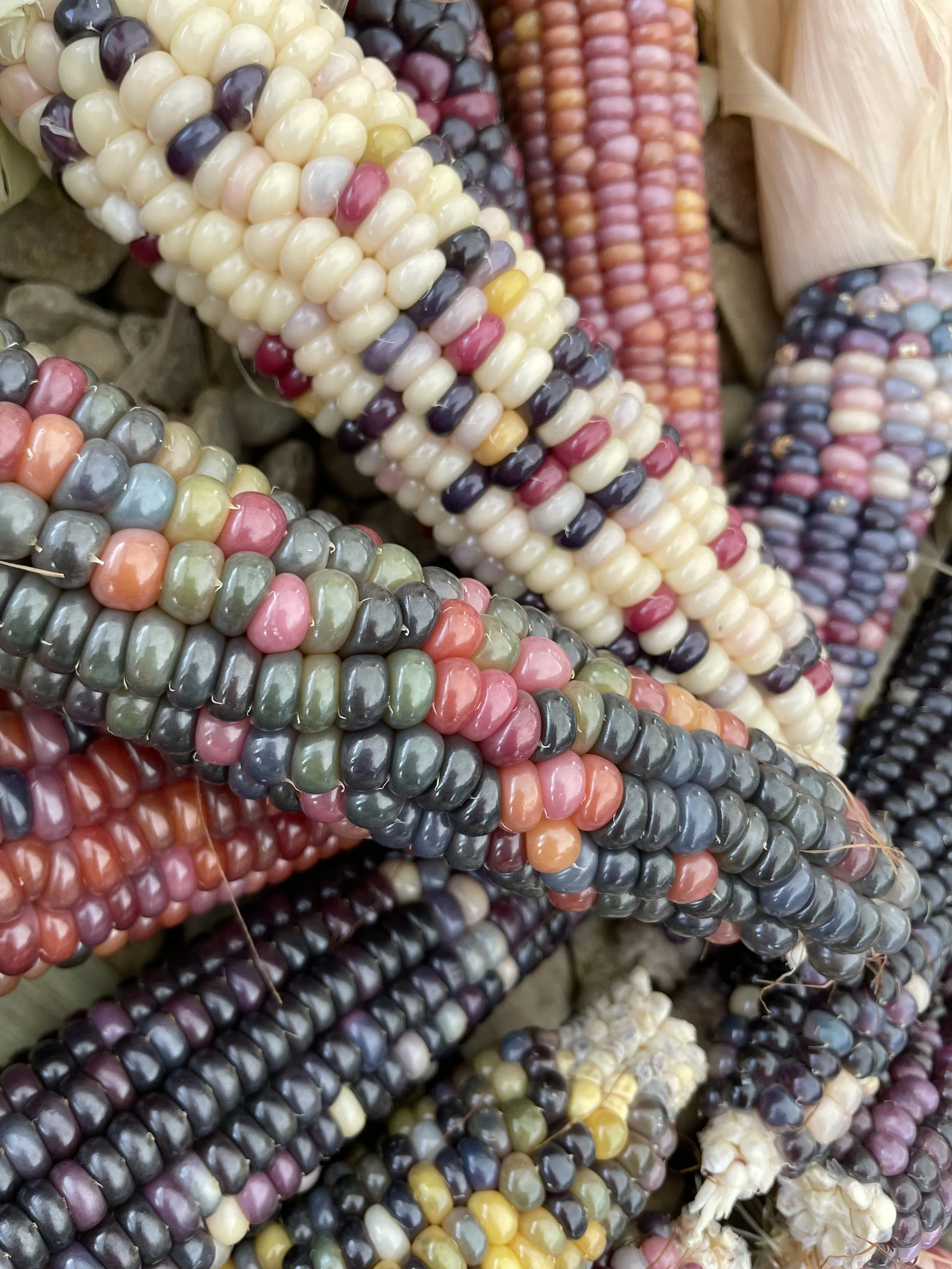 Why are the Courses Free this year?