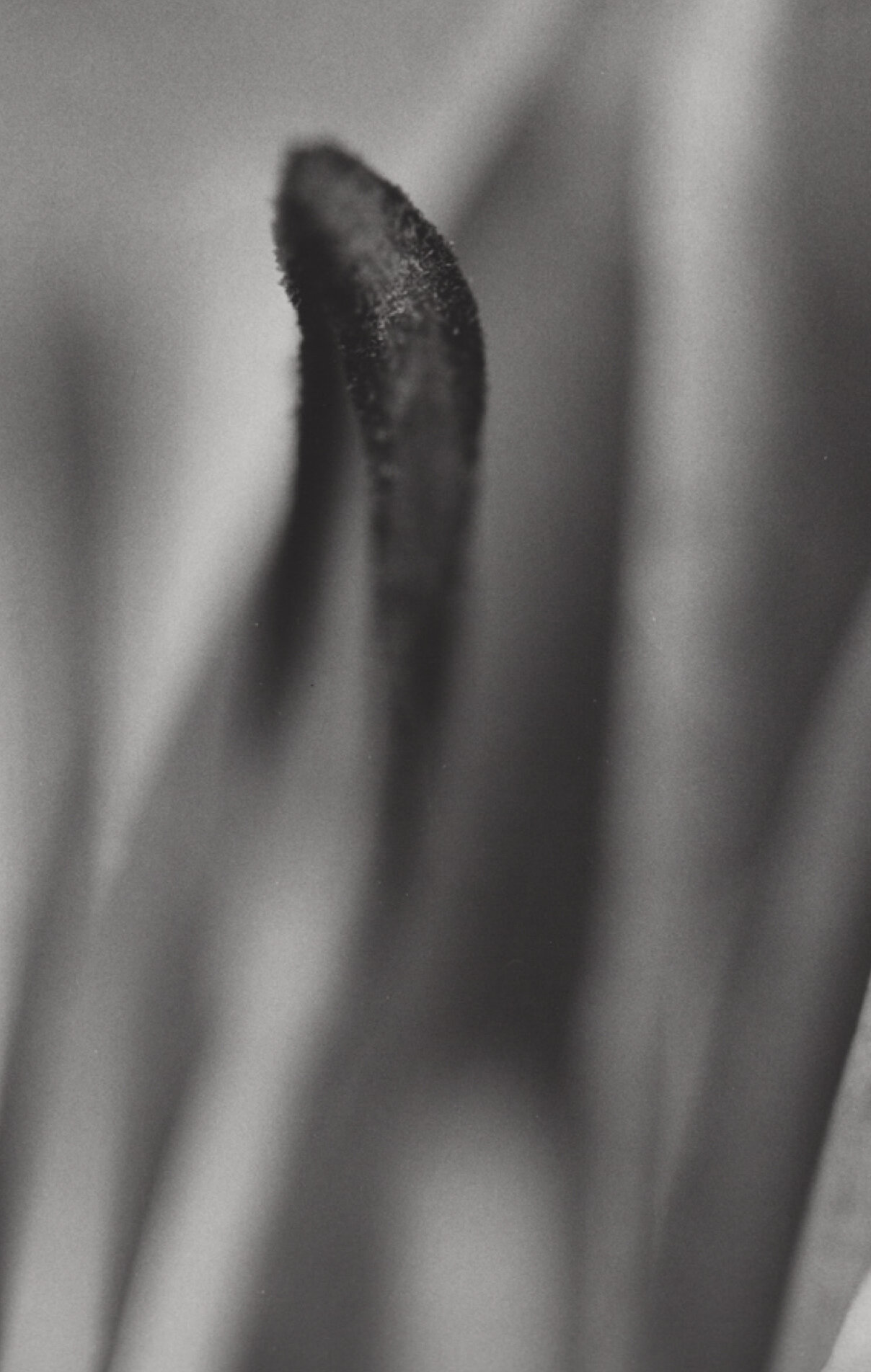 nan flora-16.jpg