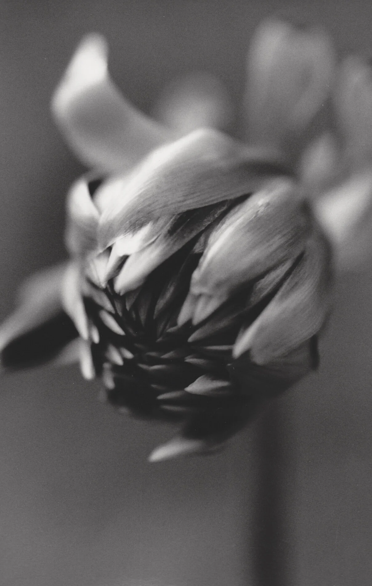 nan flora-14.jpg