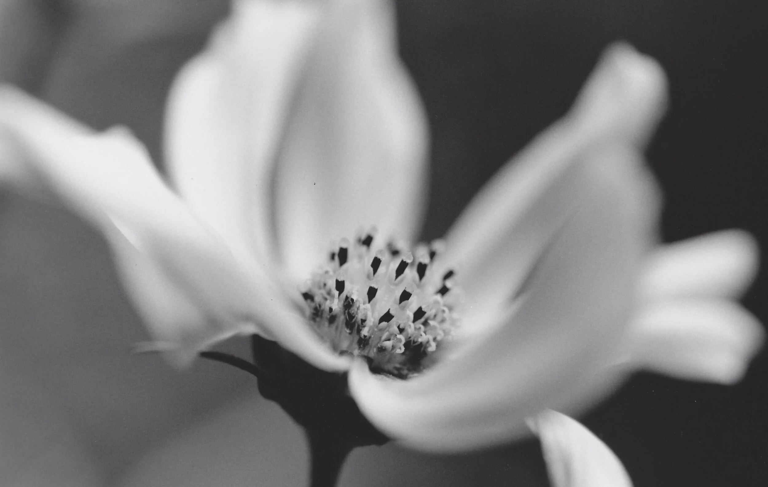 nan flora.jpg