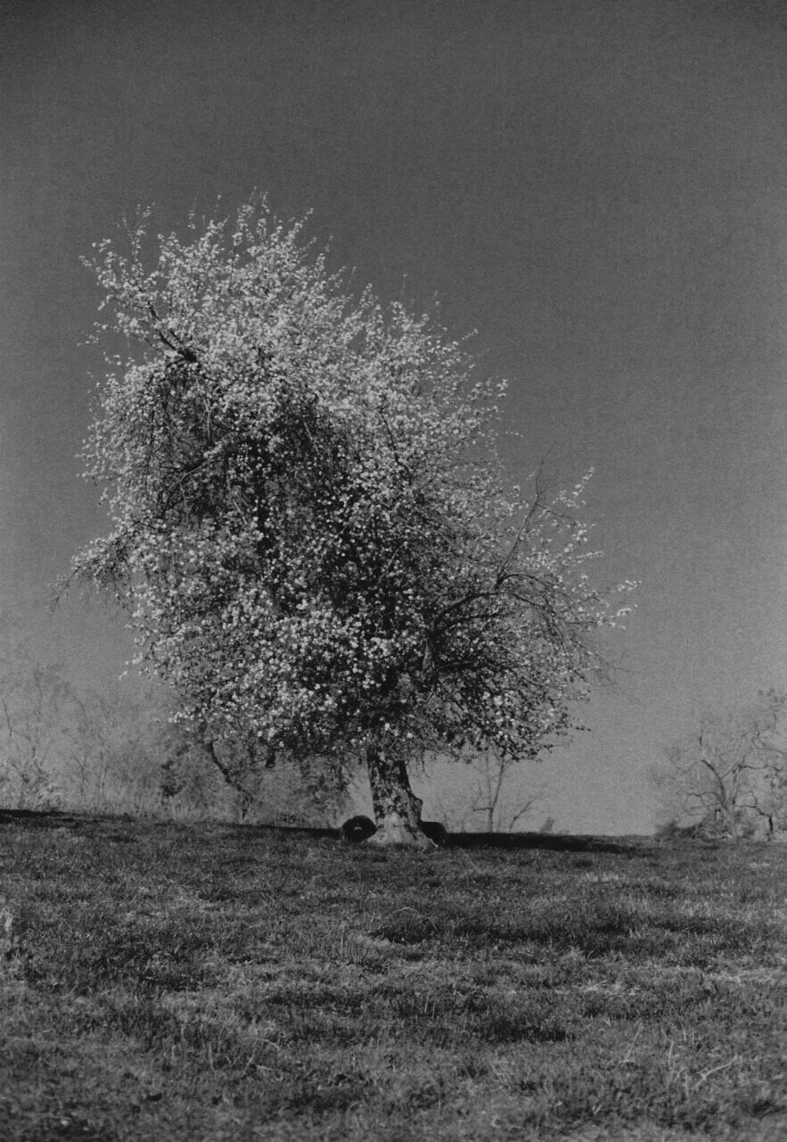 Leaning+tree+of+apple+best.jpg