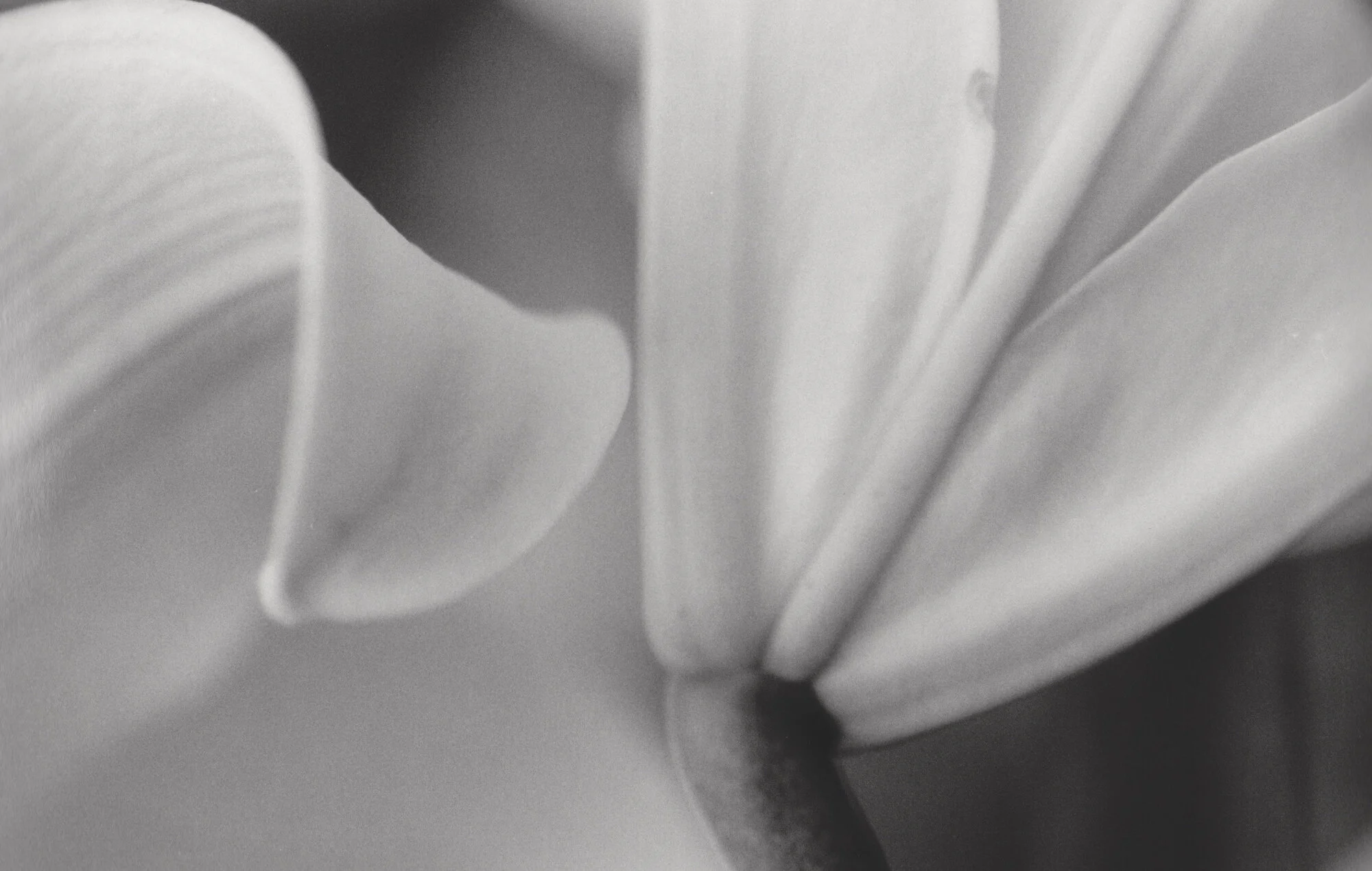 nan flora-6.jpg
