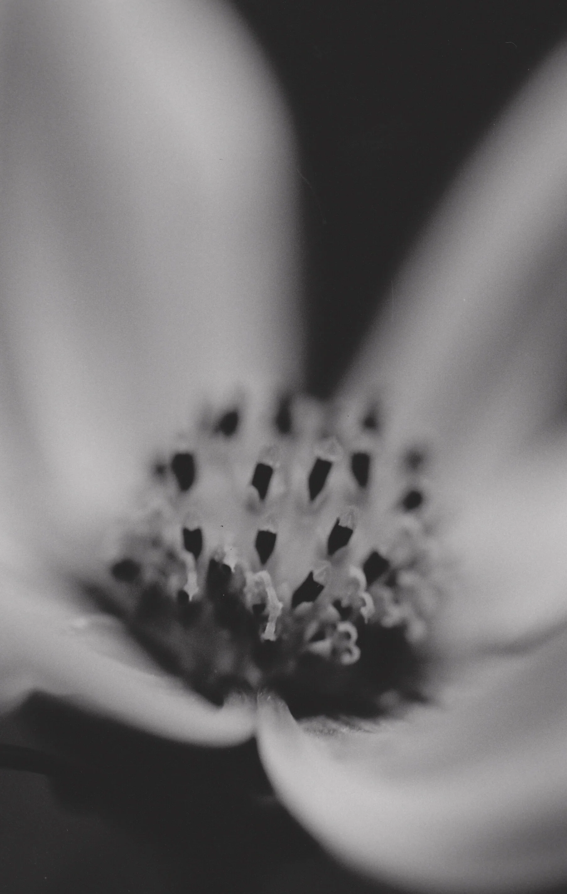 nan flora-4.jpg