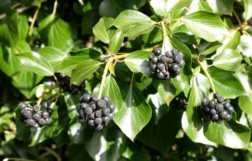 english-ivy-berries.jpg