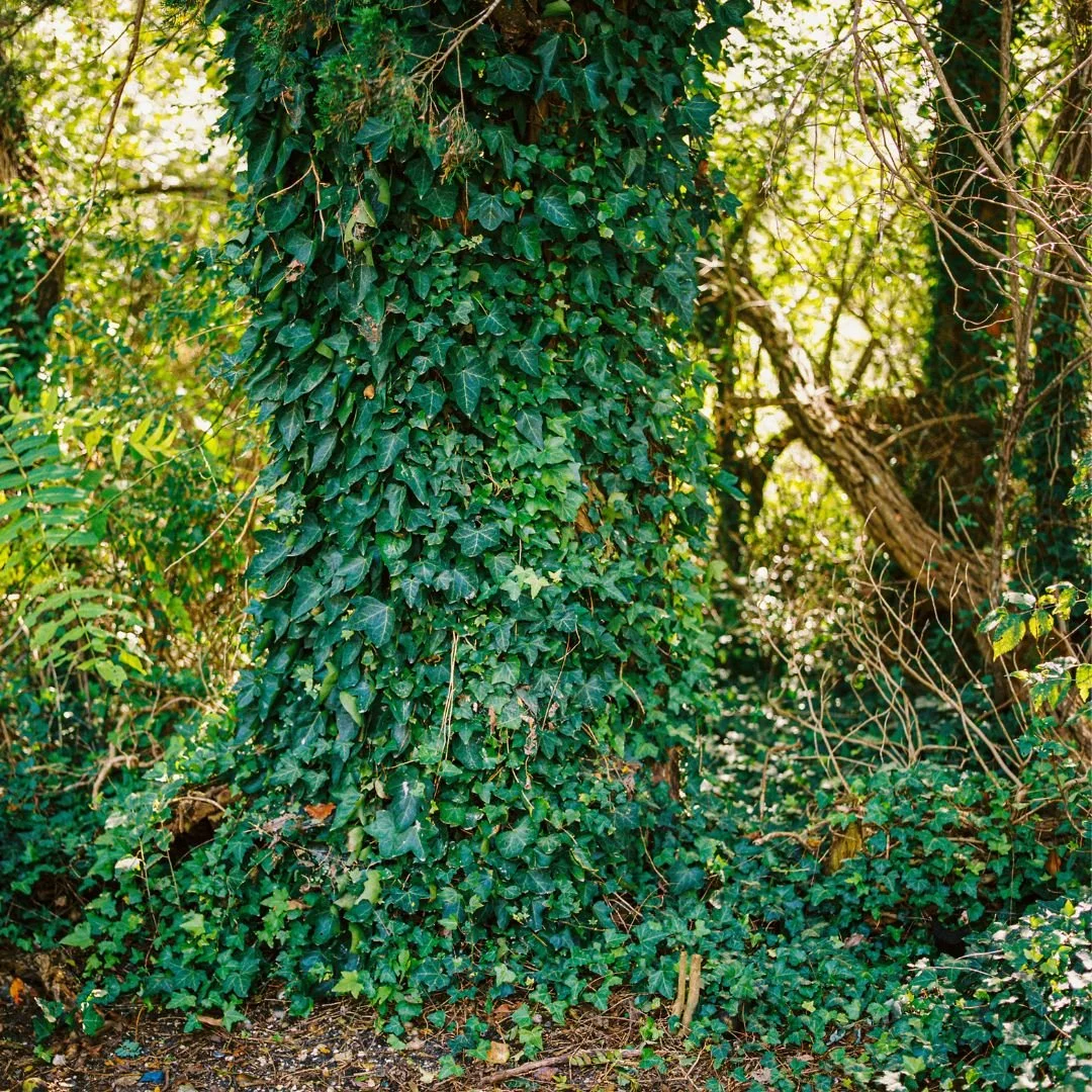 English-Ivy.jpg