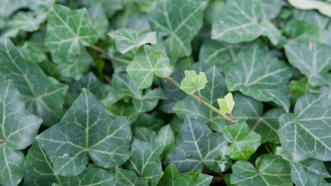 english-ivy_1400x787.jpg