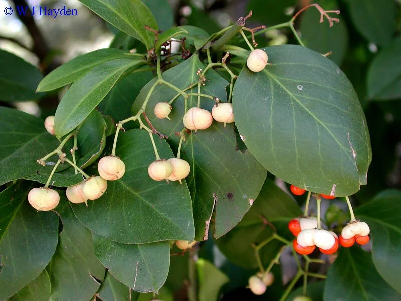 euonymus_fortunei_MILLSAPS_04s.jpg