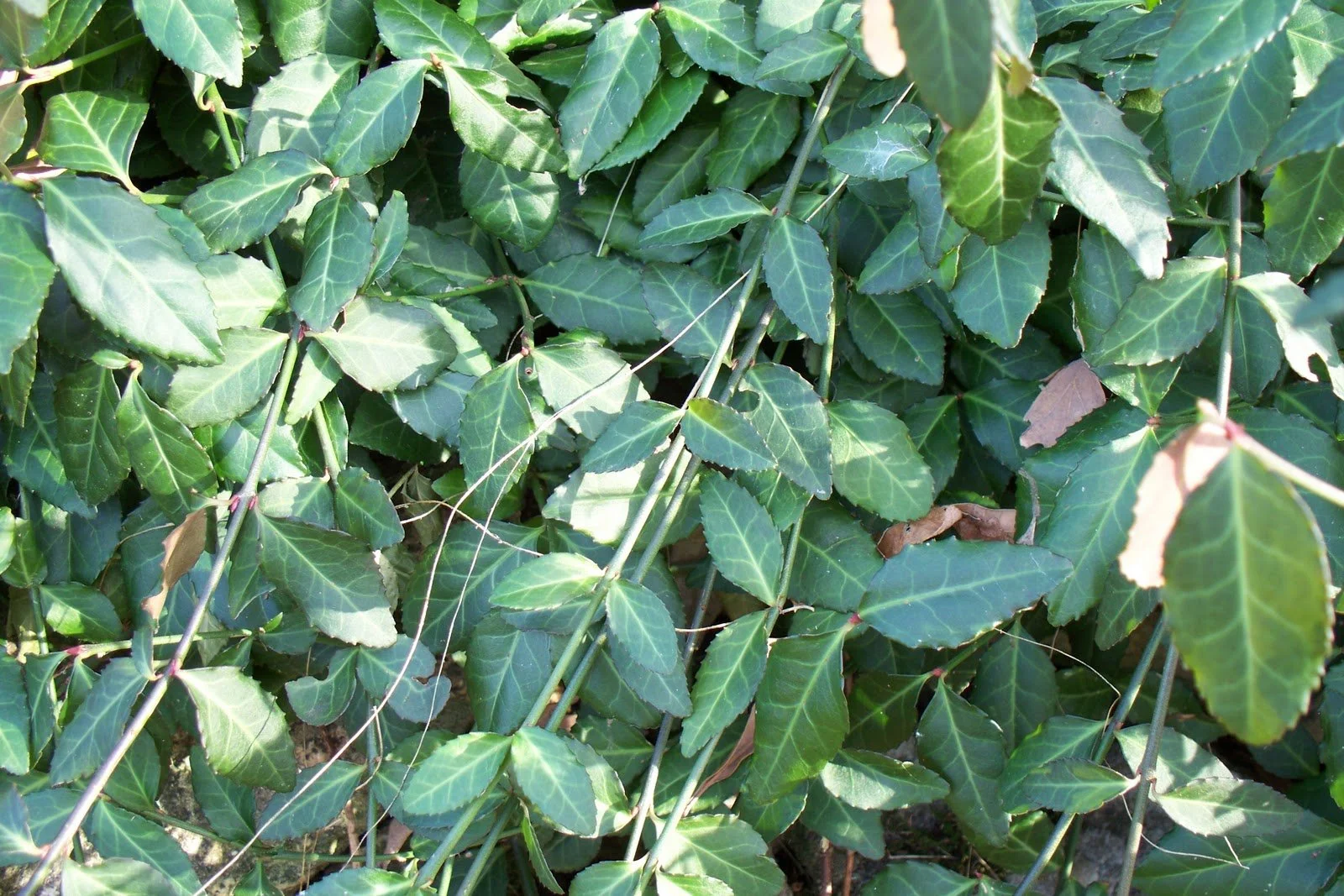 leaves.JPG