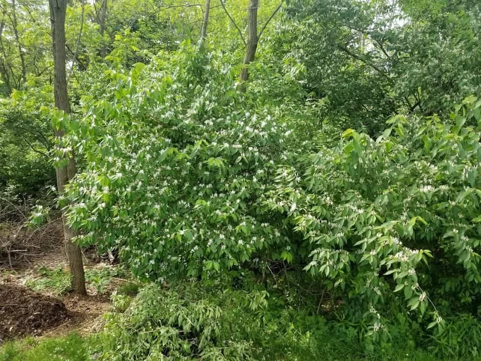 amur-honeysuckle-in-bloom.jpg