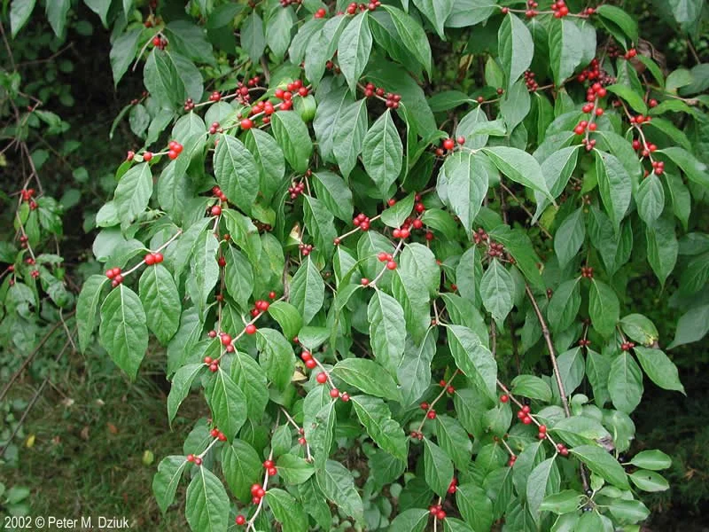 lonicera-maackii-002.jpg