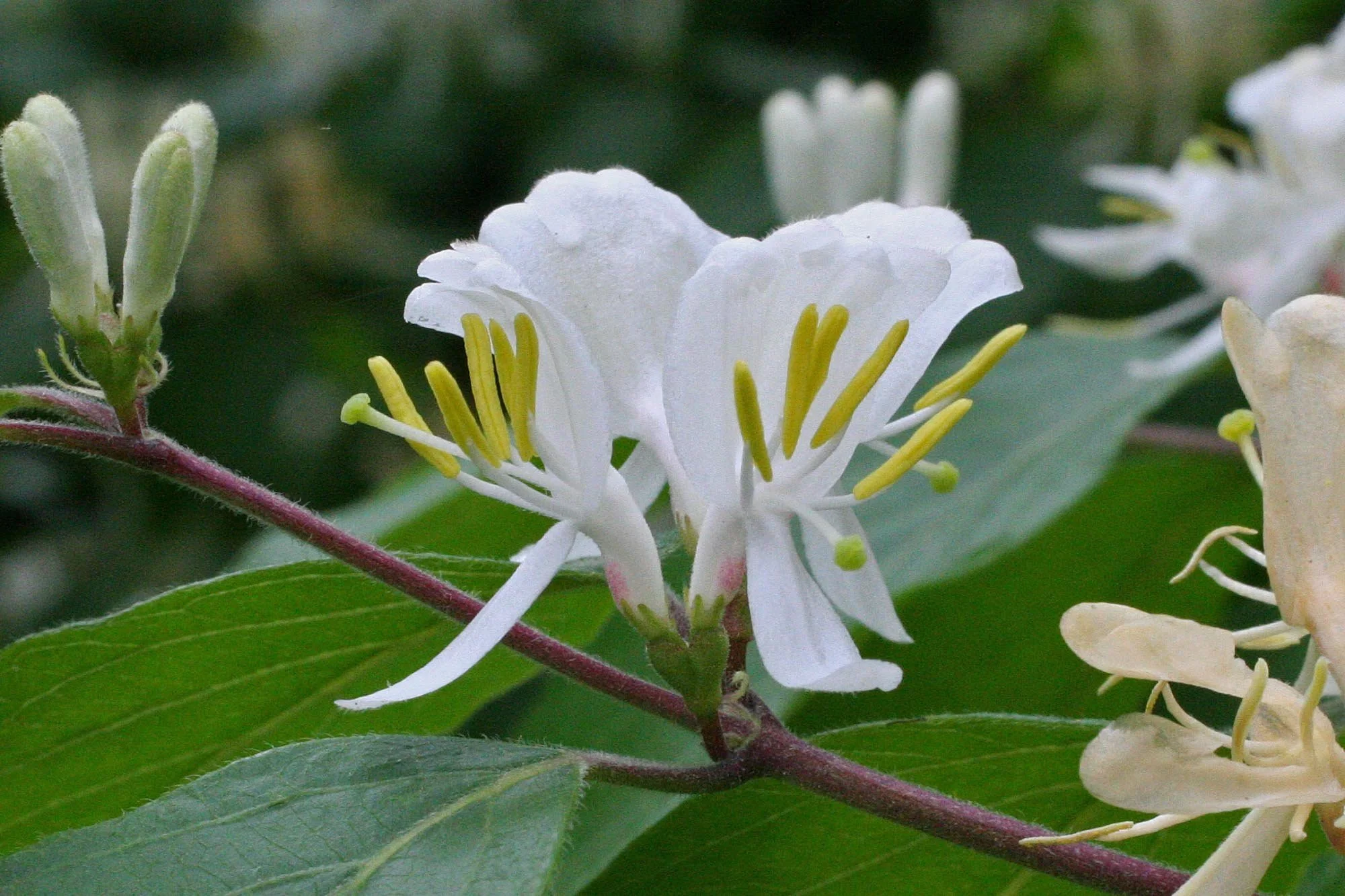 Lonicera-maackii-2.jpg