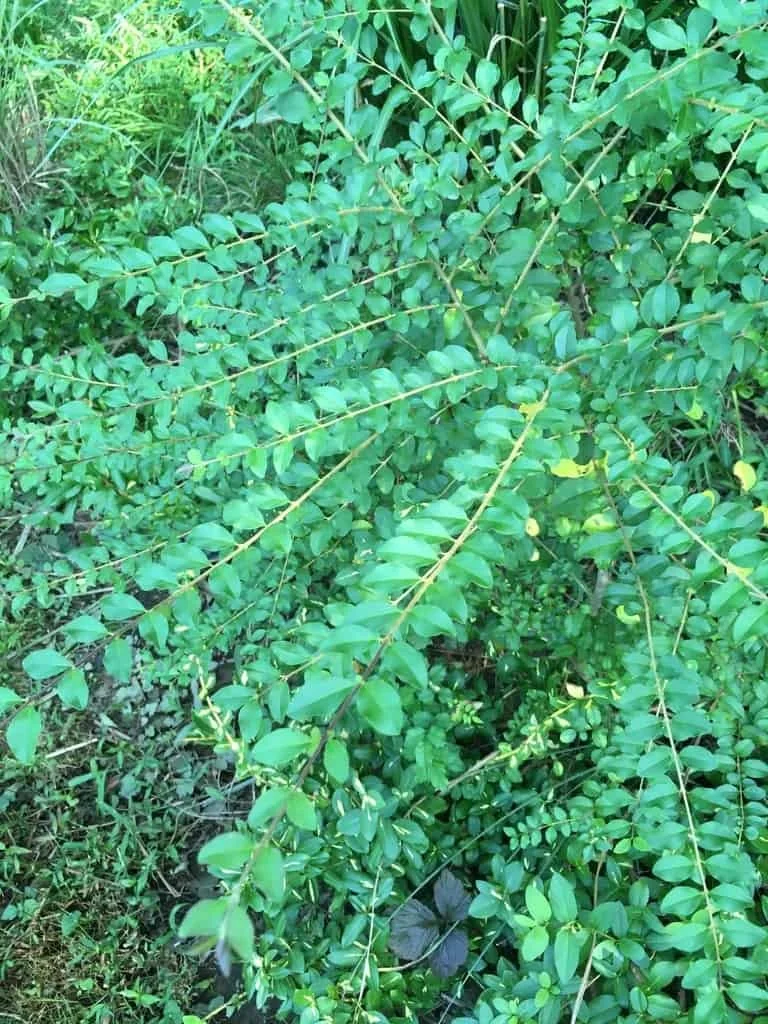 Ligustrums1-CC0.jpg