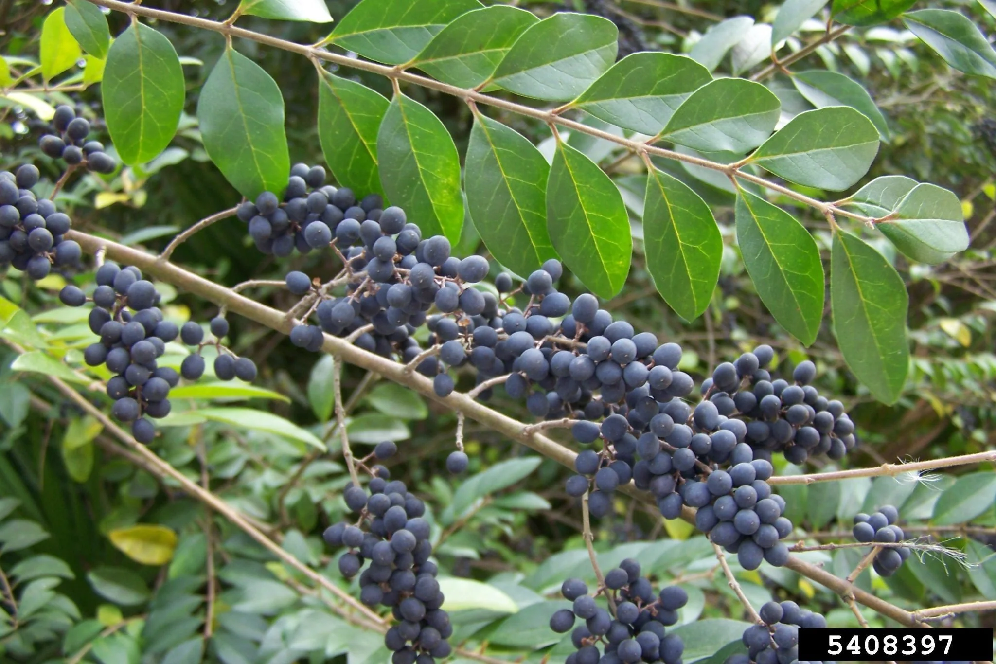 fig1-1.jpg