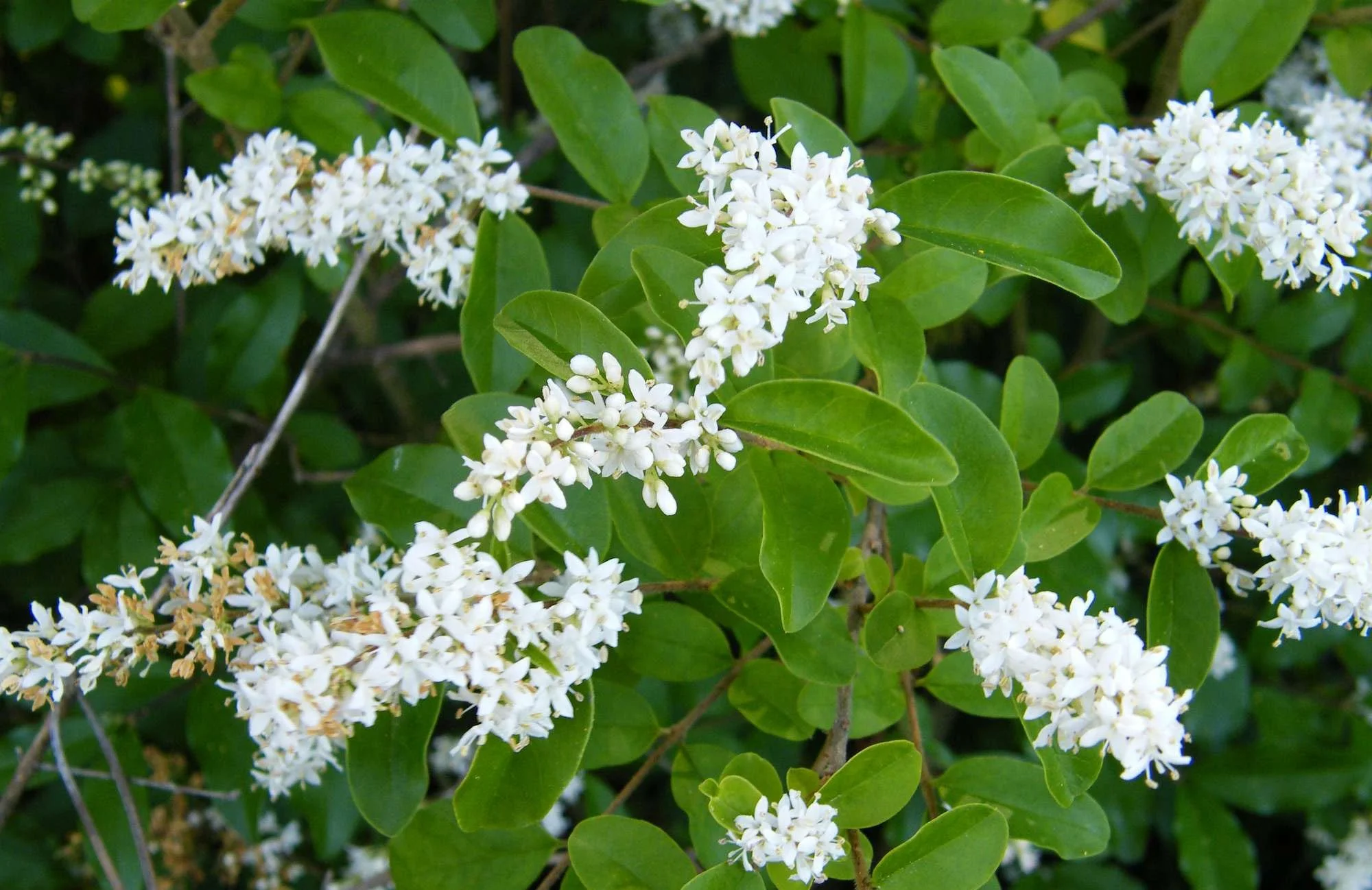 chinese-privet4.jpg