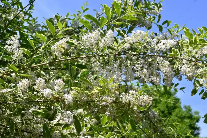 ligustrum-sinense-chinese-privet-flowers-oleaceae-evergreen-shrub-many-fragrant-white-bloom-panicles-may-to-june-319622947.webp