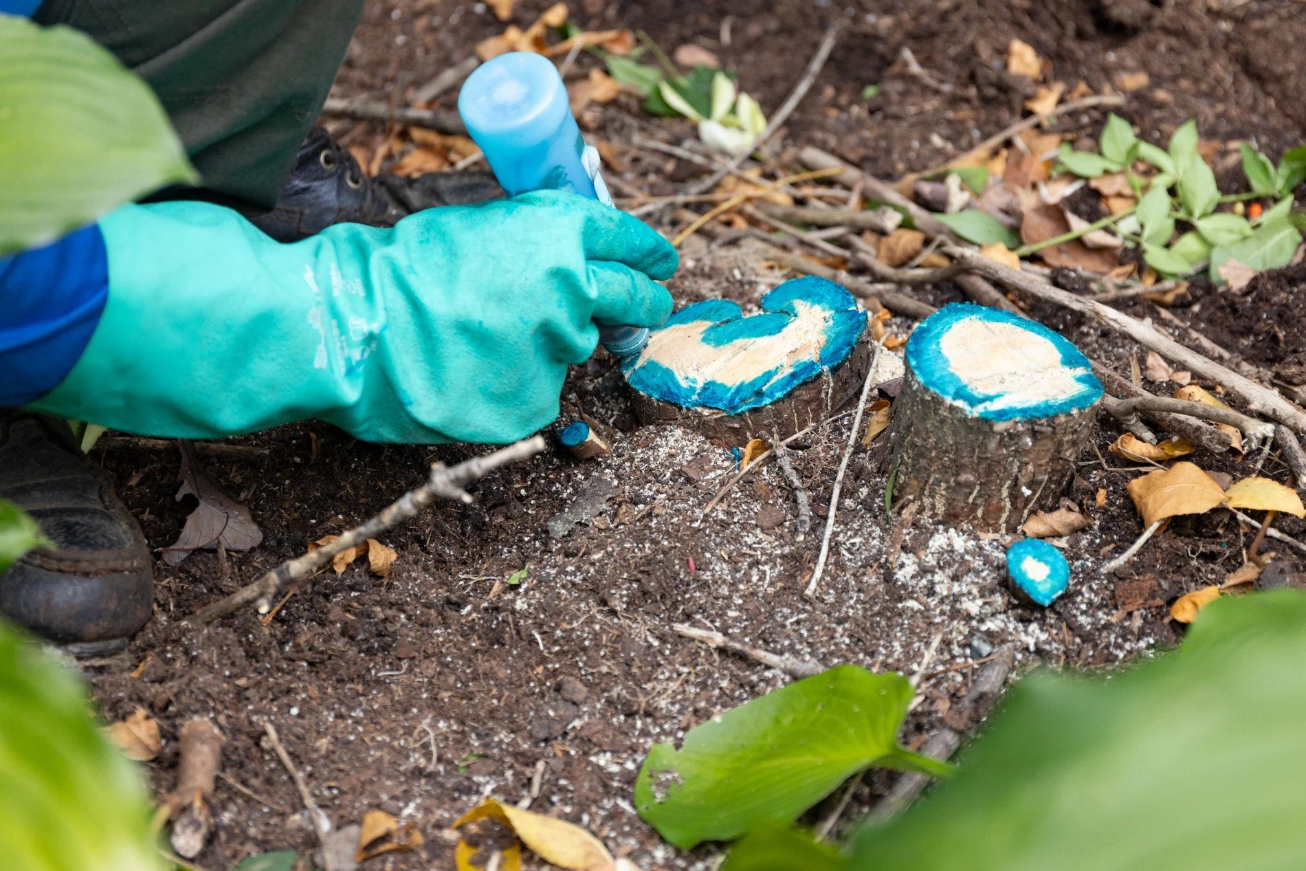 Cut-and-Stump-Spray_1900.jpg