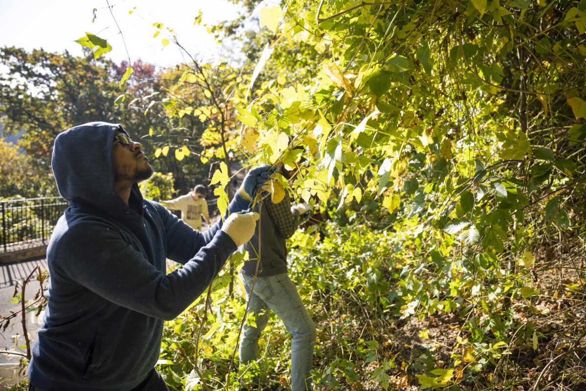 nyrp-invasive-vine-removal-1200x800.jpg