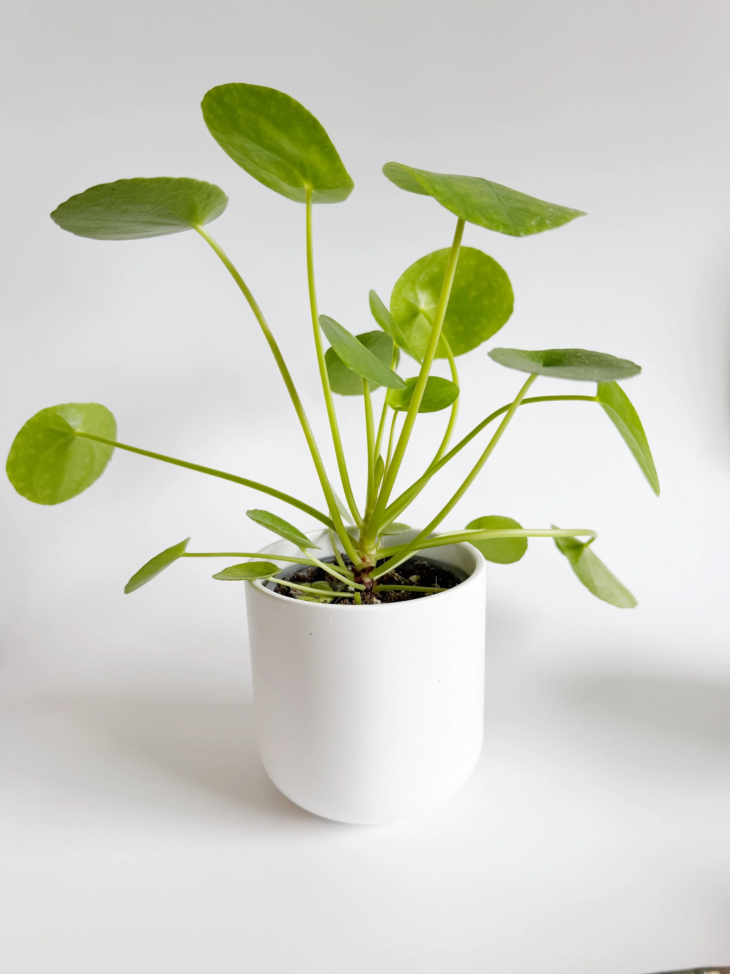Money plant dans son pot - 25$