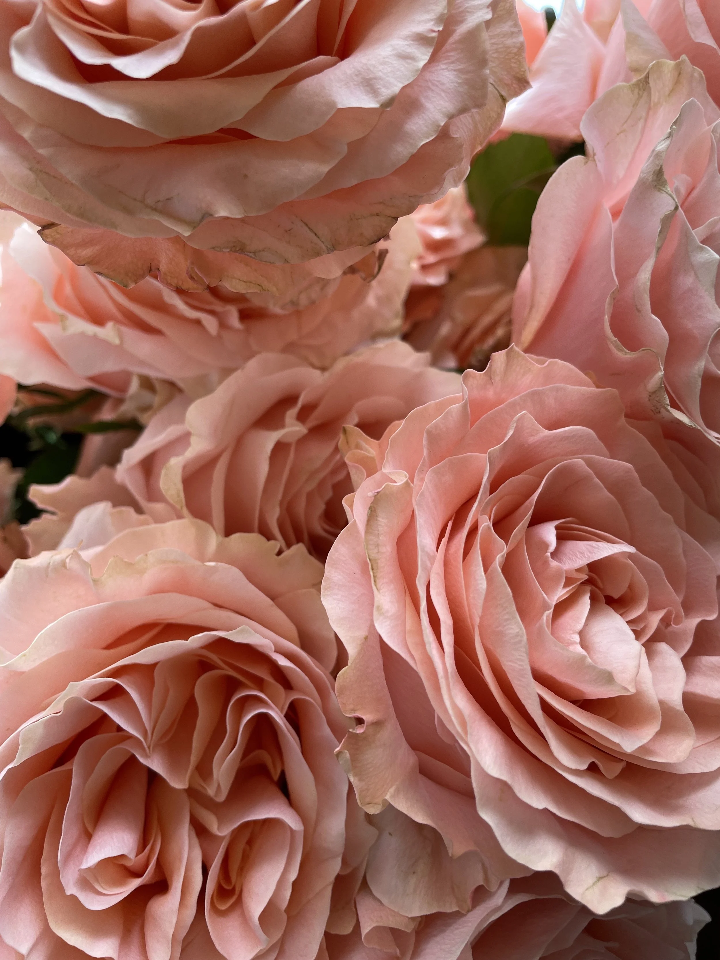 labriboutique_rose_de_jardin.jpeg