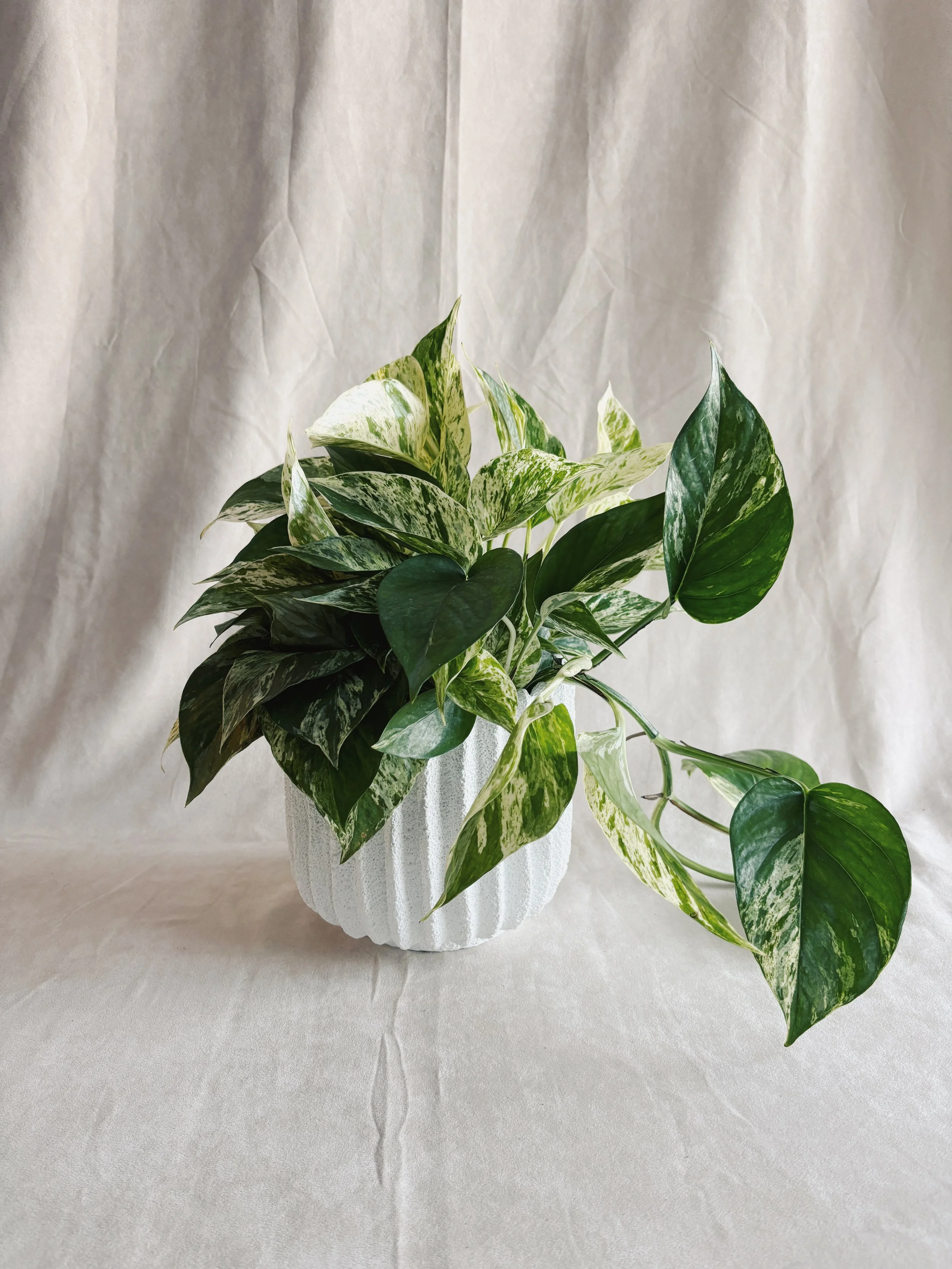 labriboutique_plante_pothos_marble_queen.jpg