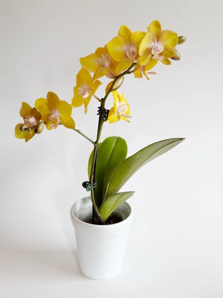 Orchidée - 30$