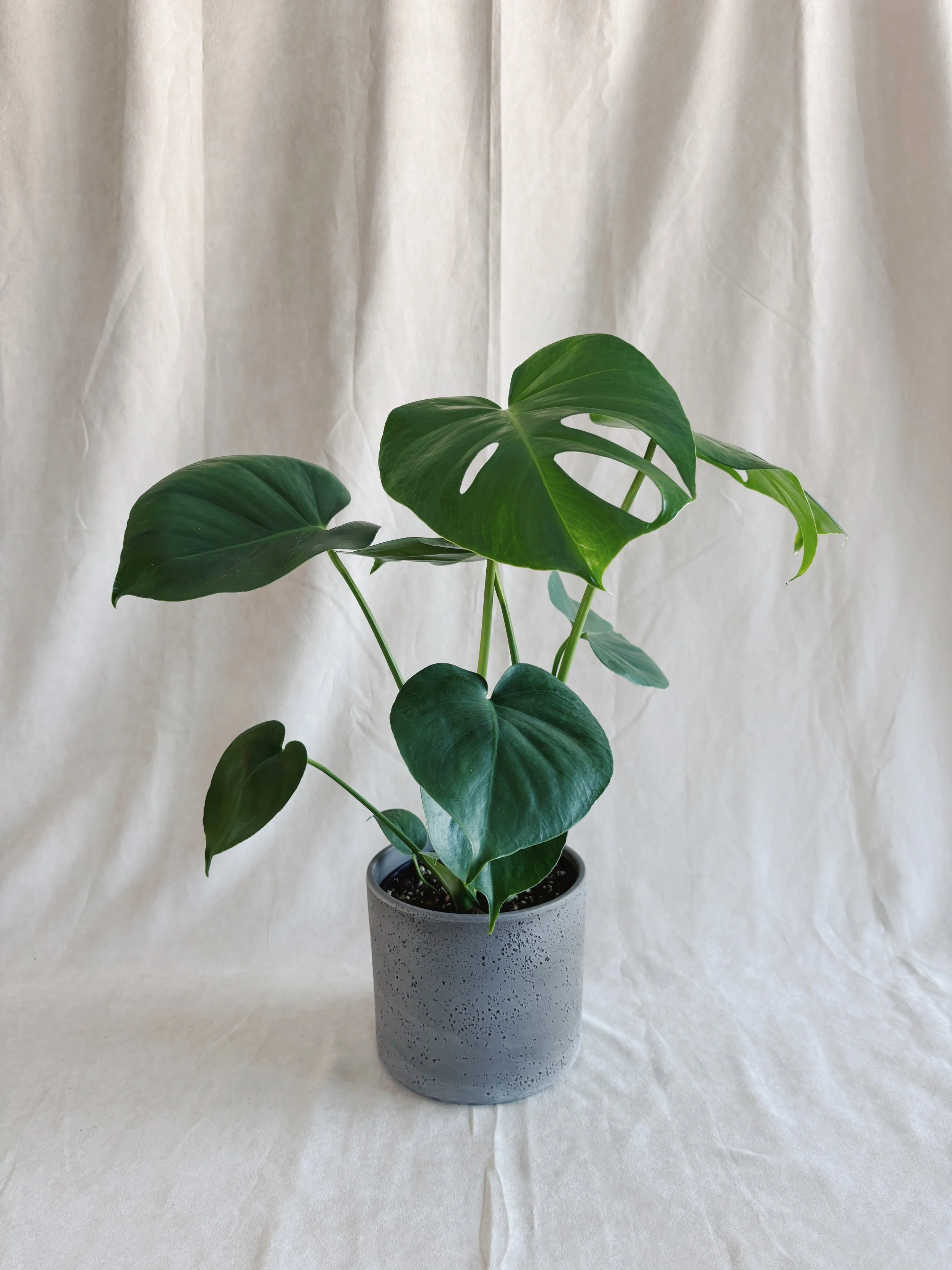 Plante monstera et cache-pot 6p - 53$
