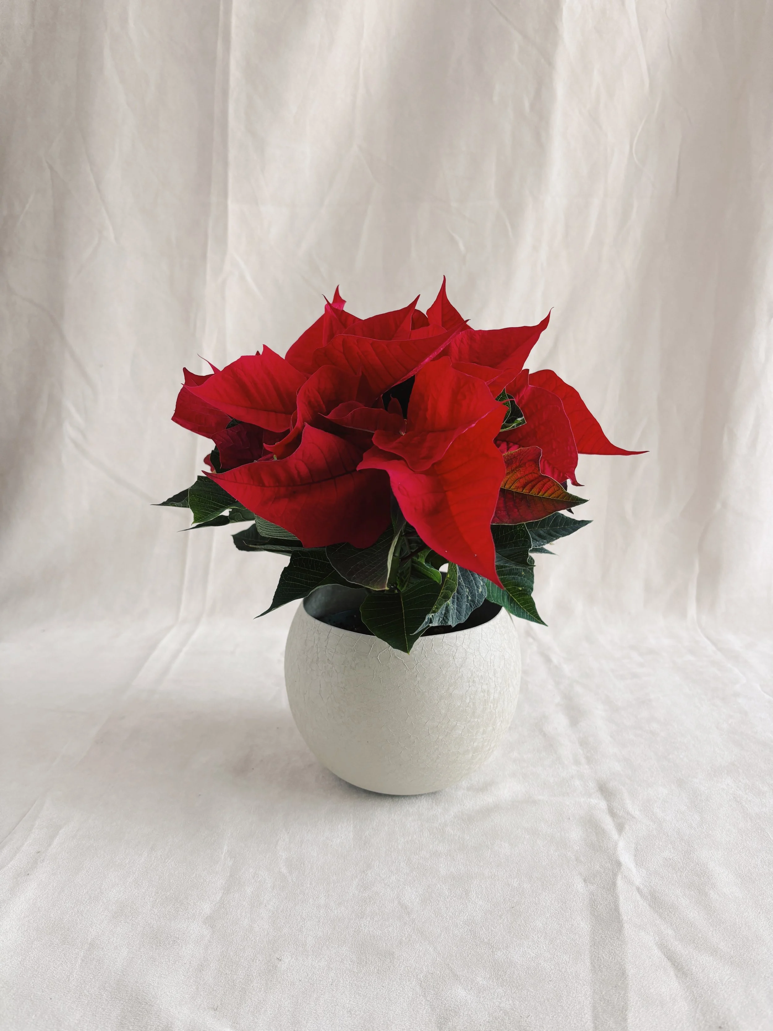 Poinsettia, le classique - 13$