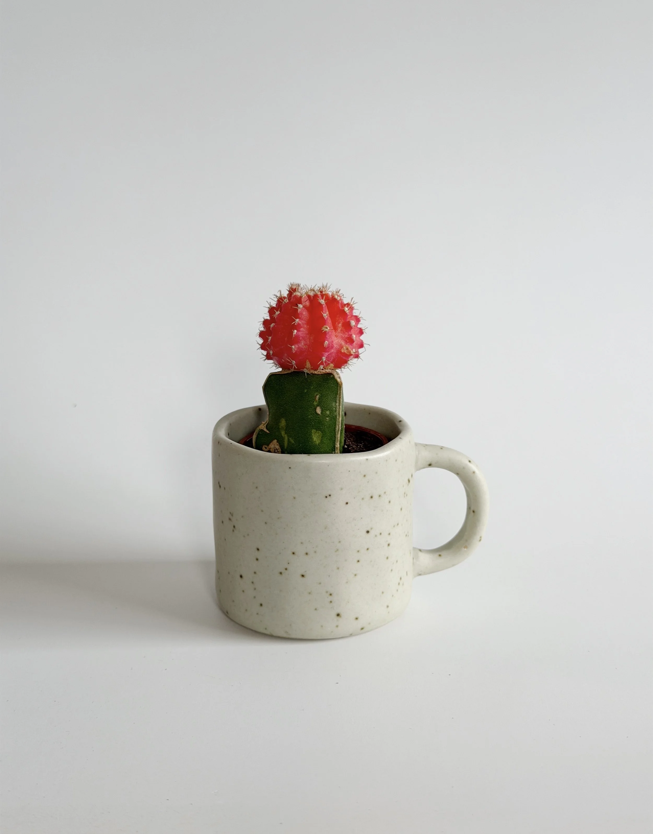 Mini tasse 8$ -  mini cactus 7$