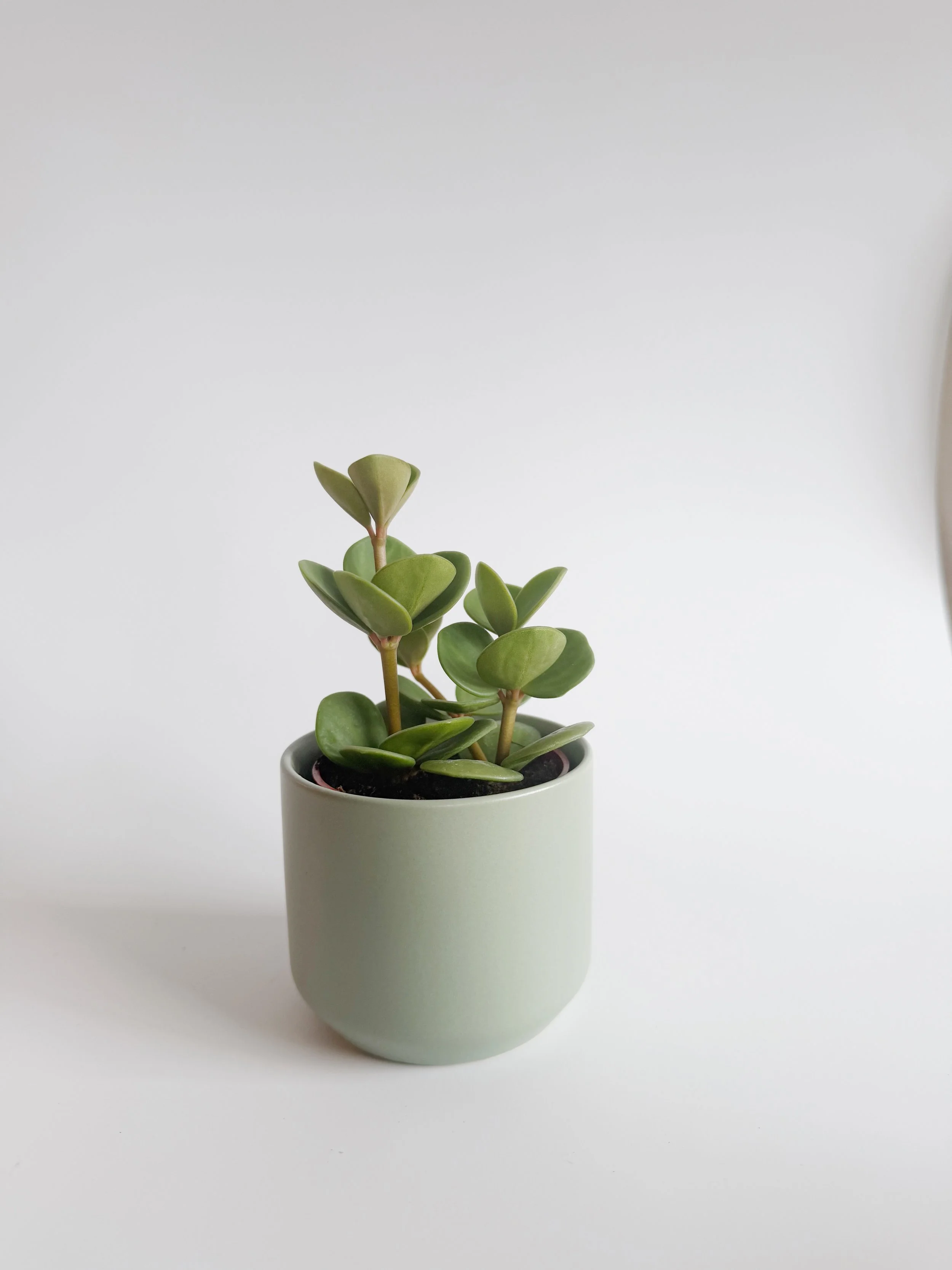 Petite succulente 12$ - pot 8$